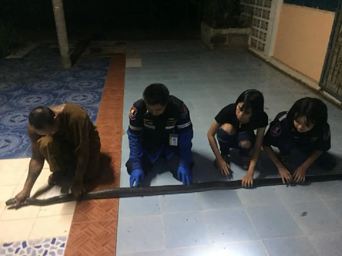ชาวบ้านแตกตื่น เจองูจงอางลำตัวเท่าแขน เลื้อยขู่ในท่อน้ำหมู่บ้าน