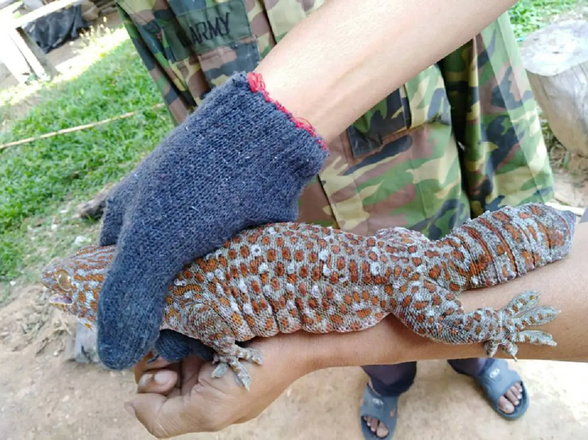 สาวโพสต์ รับซื้อ"ตุ๊กเเก" ซื้อจริงไม่ได้โม้ ราคาตามขนาด หลักร้อยถึงหลักล้าน