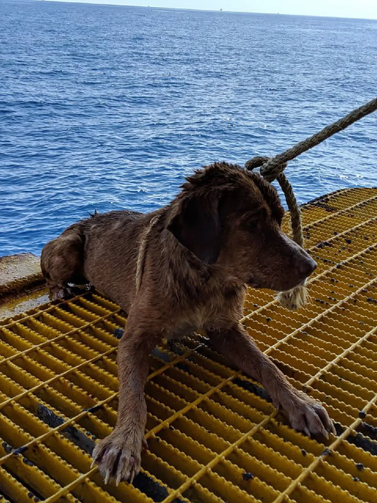 หนุ่มช่วยชีวิต เจ้าตูบบุญรอดหนีจากเรือประมง ลอยคอกลางทะเล โชคดีมาเกาะแท่นผลิตก๊าซกลางอ่าวไทย(คลิป)