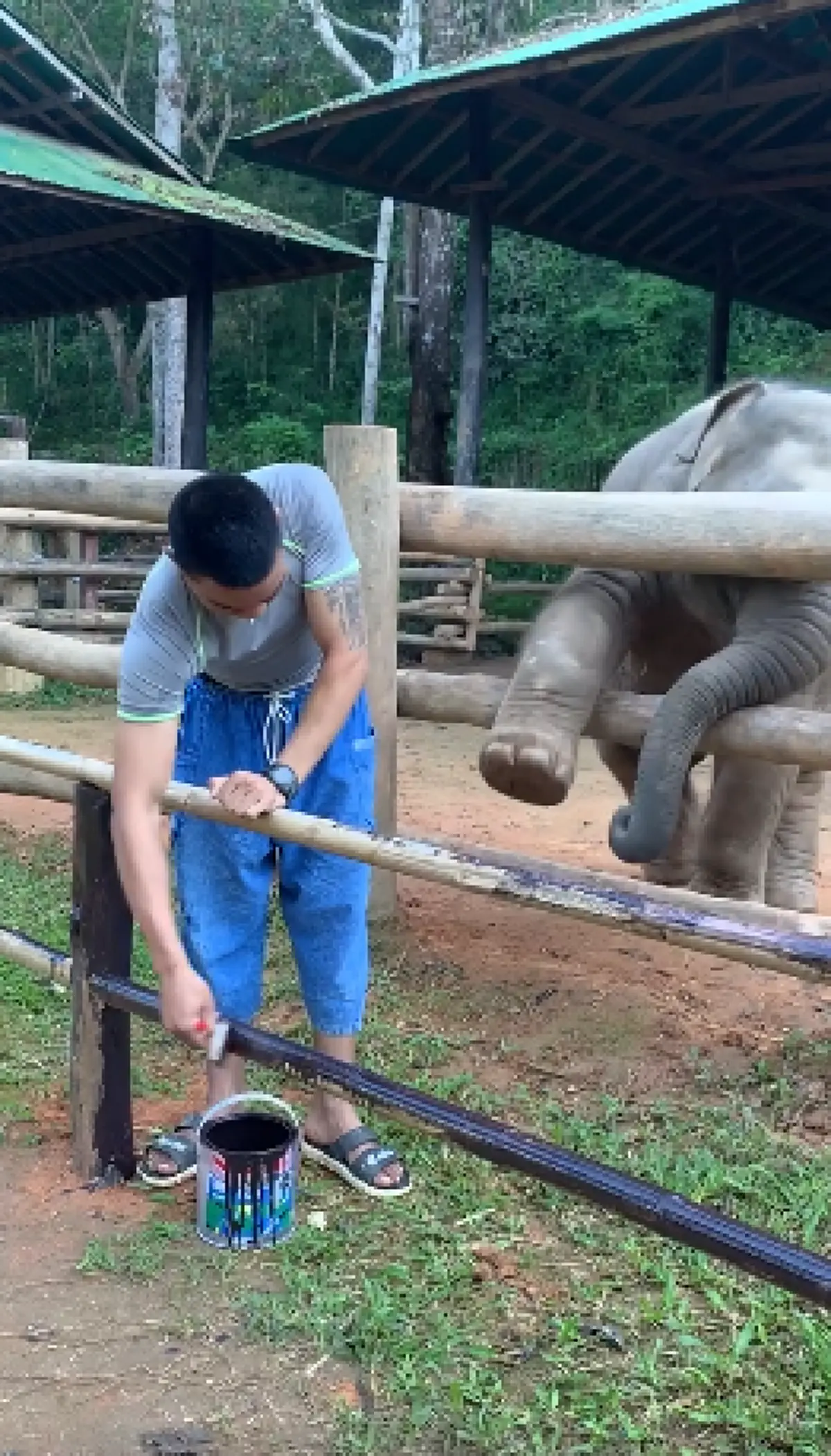 หนุ่มนั่งทาสีคอกไม้ เจอช้างน้อยซนป่วน ยกขาเอางวงคล้องคอมาแกล้ง จะชวนเล่นท่าเดียวไม่ยอมให้ทำงาน (คลิป)