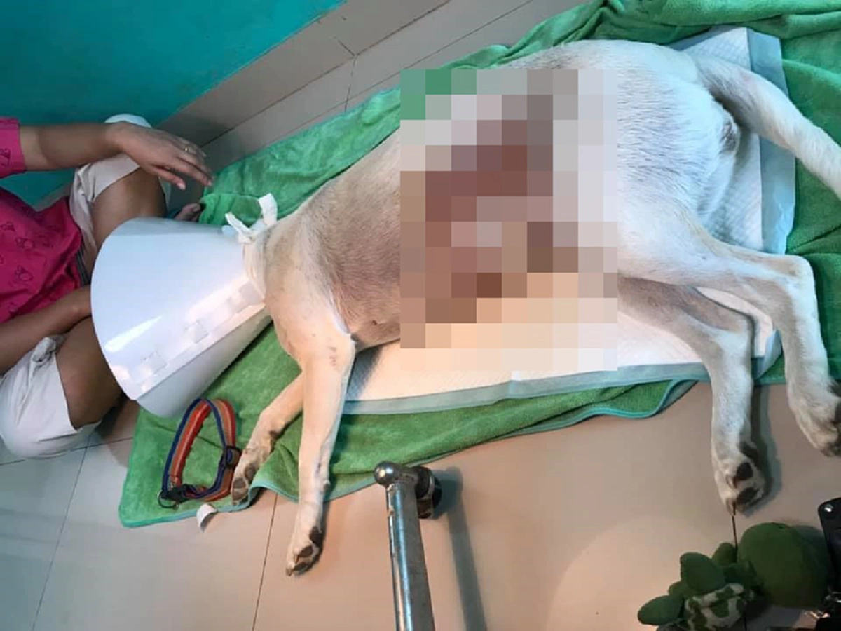 อัพเดทชีวิตของเจ้าตูบกะทิ เข้ารับการผ่าตัด