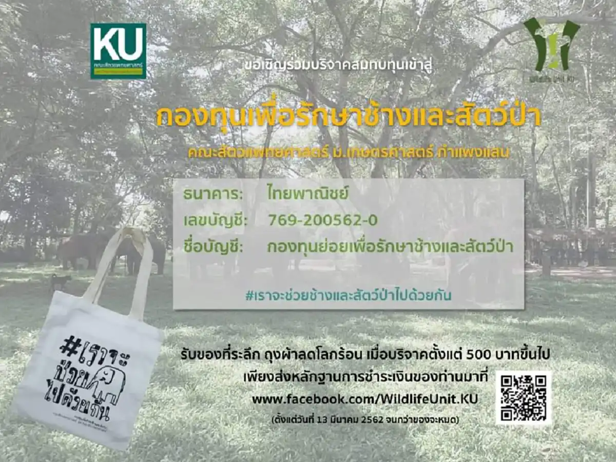 วอนบริจาคกล้วยให้มาริโอ้ช้างหนุ่มวัย 9 ปี