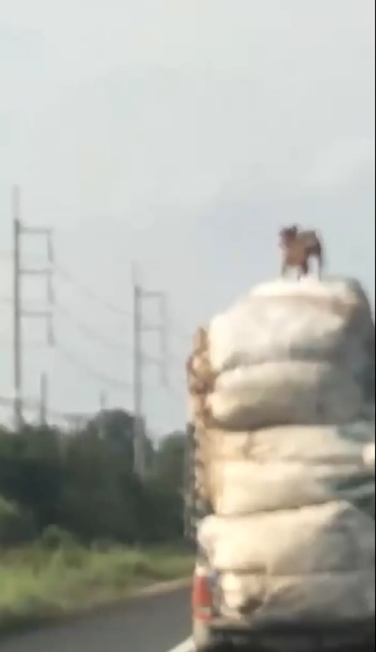 ทำไมใจร้าย!! รถยนต์ขับตามกระบะบรรทุกของสูงท่วมรถ สังเกตด้านบนถึงกับชะงัก ตูบแอ็คท่ายืนจังก้ารับลม (คลิป)