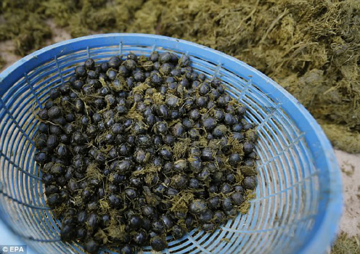 ขี้ชะมดหลบไป! คอกาแฟไทย ต้องกาแฟขี้ช้าง มีขายเพียงวันละ 15 แก้วเท่านั้น  อยากชิมต้องต่อคิวรอ