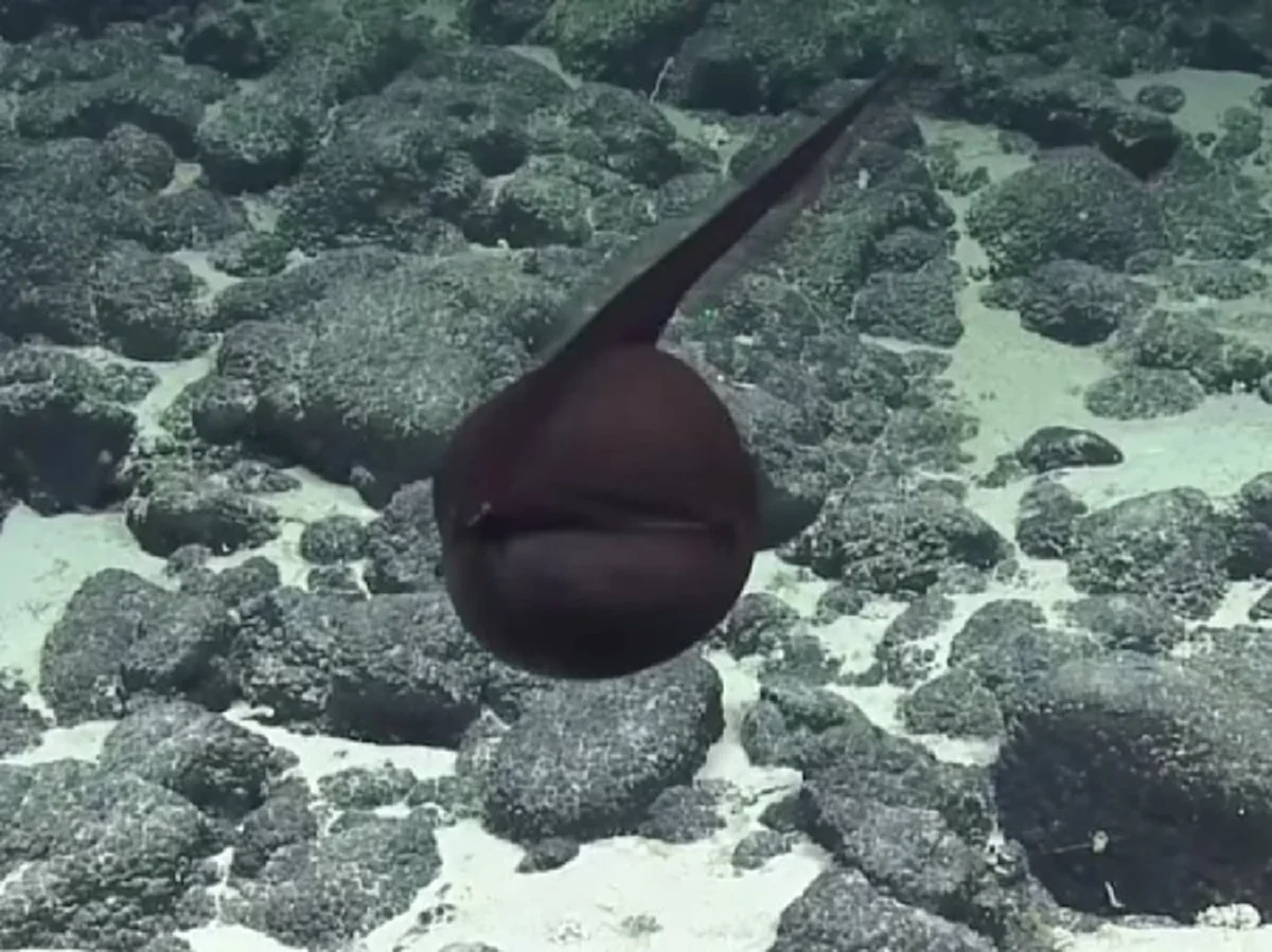 ปลาไหลกัลเปอร์ สิ่งมีชีวิตประหลาดใต้ท้องทะเลลึก (คลิป)