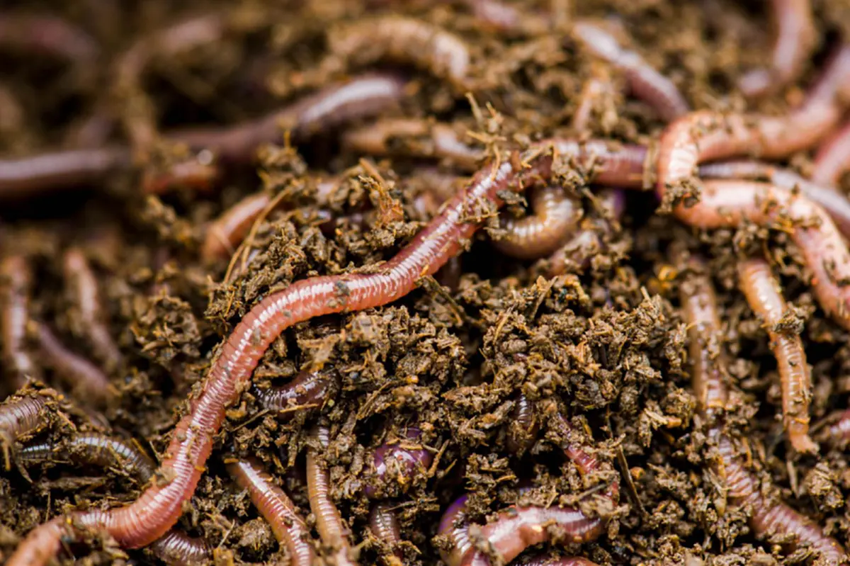 อ้วกแทบพุ่ง!! เอาจริงดิ?? 10 อันดับ แมลงประหลาดที่กินได้เพื่อความอยู่รอด!! ใครเคยกินตัวไหนบ้าง?? (รายละเอียด)