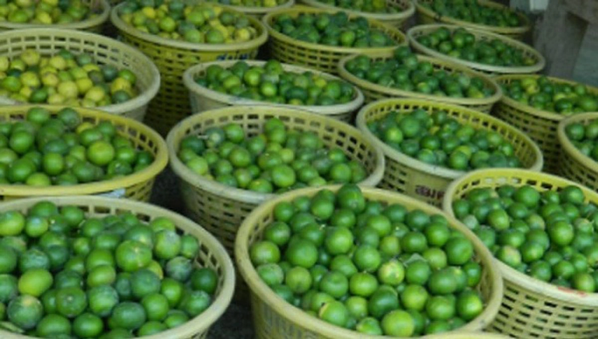 รู้อย่างนี้ทำนานแล้ว!!! วิธีการเก็บรักษามะนาวให้สดใหม่ ไม่เน่าเสีย สามารถกินได้นานๆ ทำได้ง่ายเพียงขั้นตอนนี้