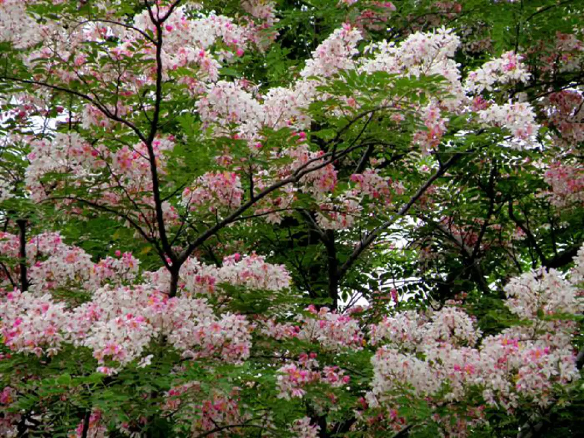 ต้นชัยพฤกษ์