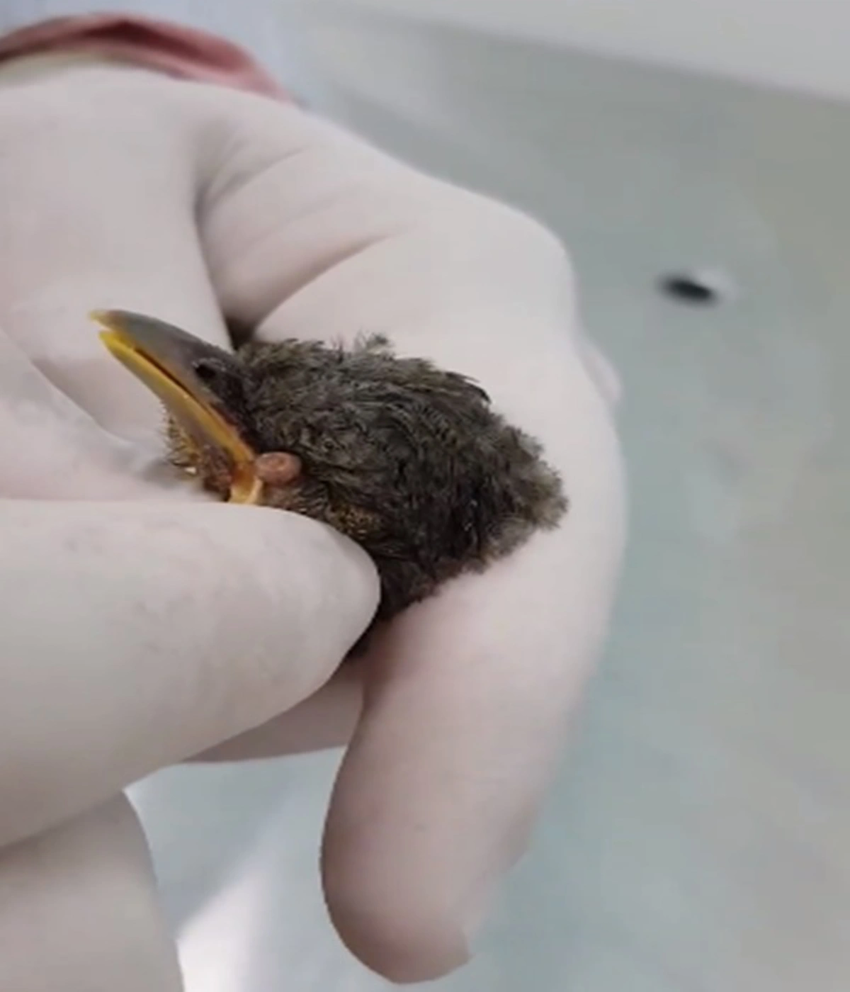 ถึงกับขนลุก!!! เปิดคลิปนาทีสัตว์แพทย์ทำการช่วยเหลือ ดึงหนอนออกจากหัวนก งานนี้เห็นแล้วสงสารจับใจ