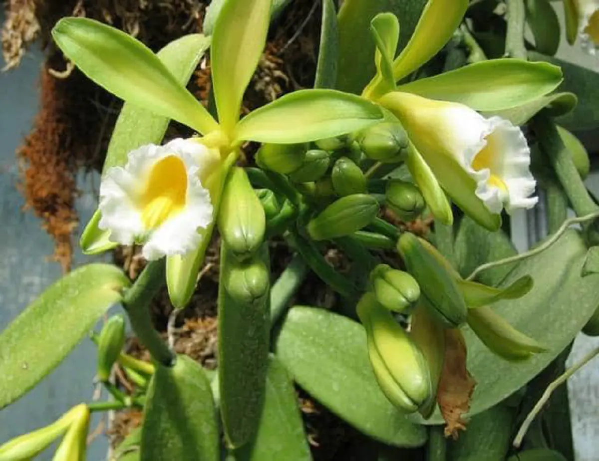 #รู้หรือไม่!! “พืชผักผลไม้” 20 ชนิด ก่อนจะมาเป็นอาหาร มันเคยมีหน้าตา แบบนี้มาก่อน เห็นแล้วถึงกับขยี้ตารัวๆ !! (ชมภาพ)