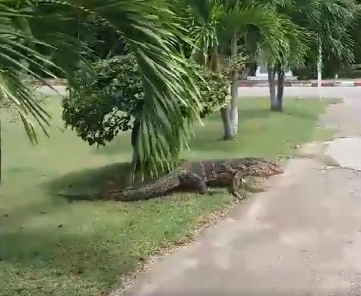 ป๊าดดด...นึกว่าไอ้เข้ นักศึกษาถึงผงะ! เจอตัวเงินตัวทองไซส์บิ๊ก เดินต้วมเตี้ยมในมหาลัย (คลิป)