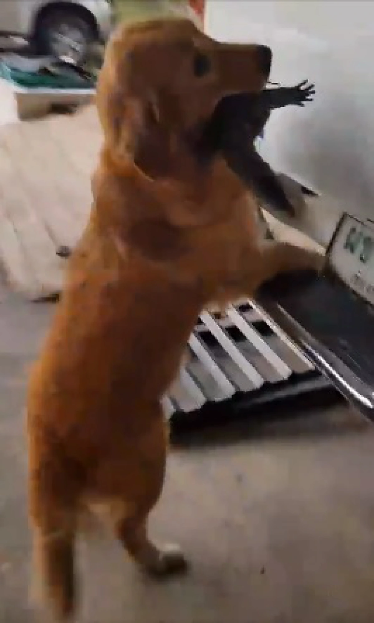 น้องจ๊ะจ๋า สุนัขแสนรู้ คาบตัวเงินตัวทองมาไว้ท้ายกระบะ ให้โชคเลขท้าย2ตัวเต็มๆ 02  (คลิป)