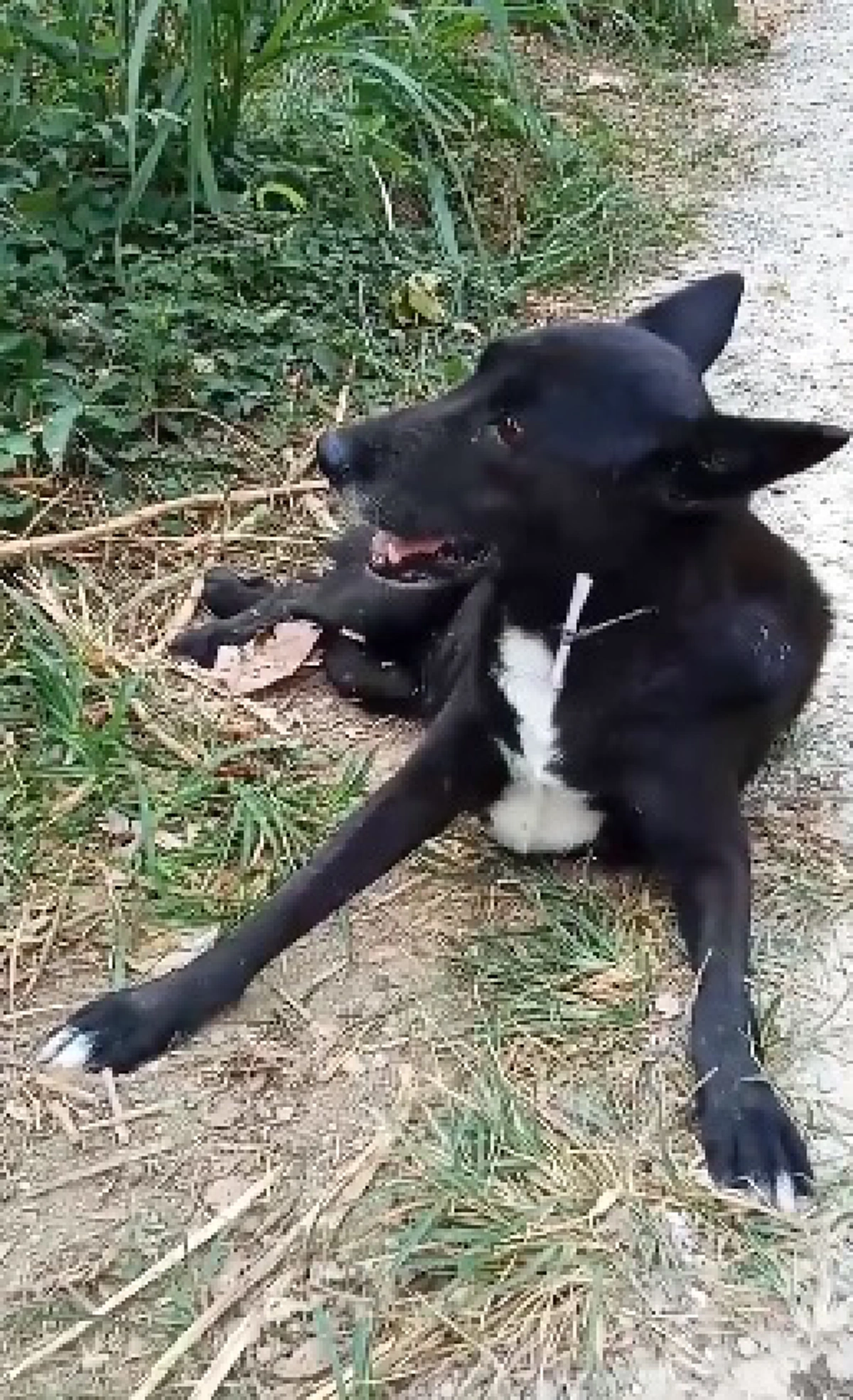 คนใจร้ายทิ้งสุนัขพิการไว้ข้างทาง พร้อมกับเงิน500บาท (คลิป)