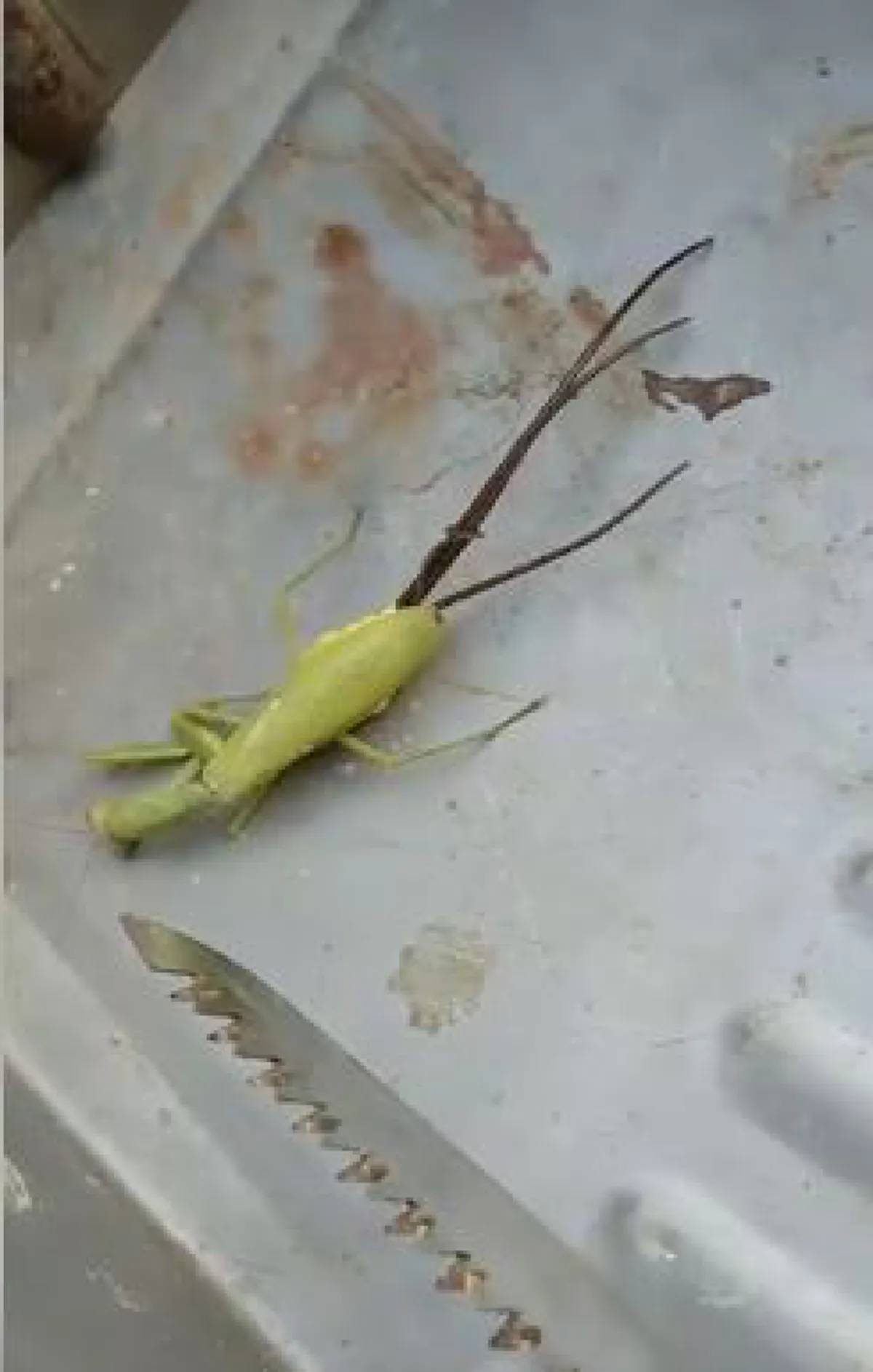 "พยาธิขนม้า" ปรสิตควบคุมสมองตั๊กแตนให้กระโดดน้ำปลิดชีพเมื่อตัวมันโตเต็มที่เพื่อหาคู่แพร่พันธุ์ (คลิป)