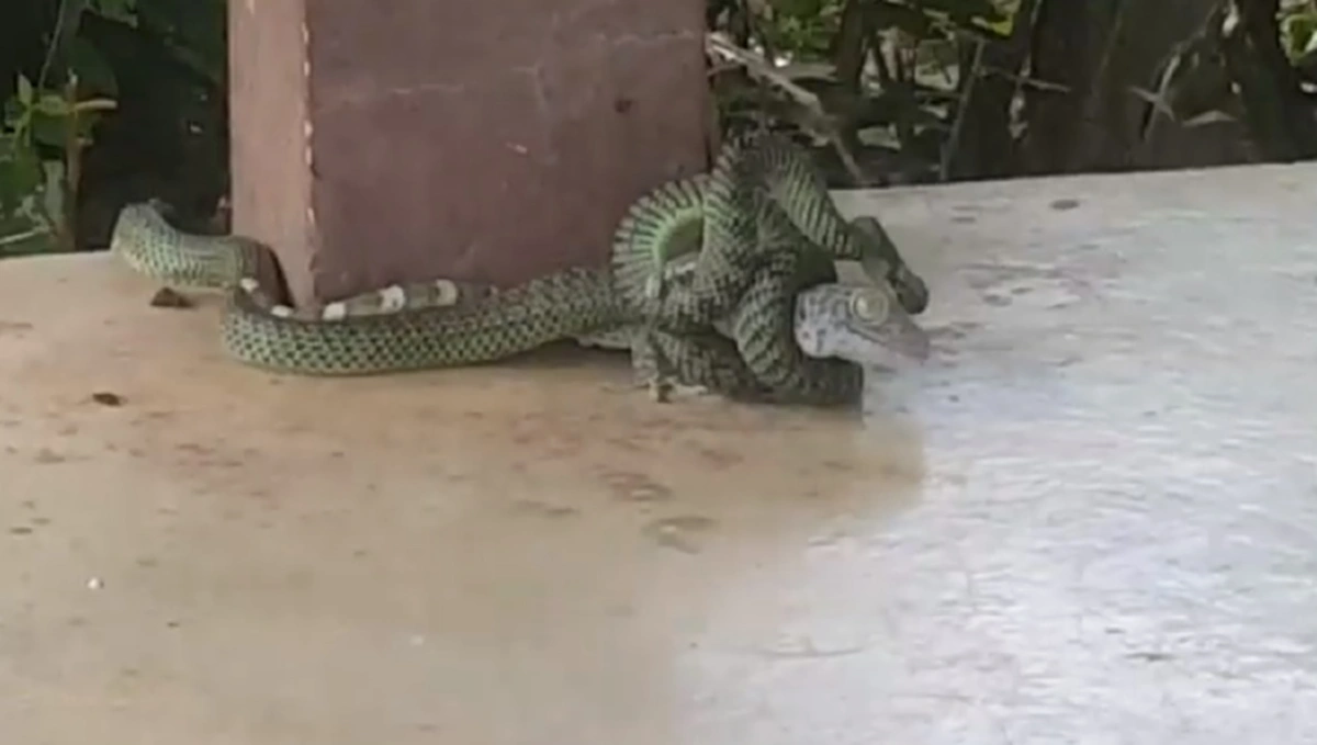 เข้าใจผิดมาทั้งชีวิต!!! ไหนใครบอก "งูเขียวกินตับตุ๊กแก" คลิปนี้ไขคำตอบ นี่มันกินทั้งตัวเลยนะ (คลิป)