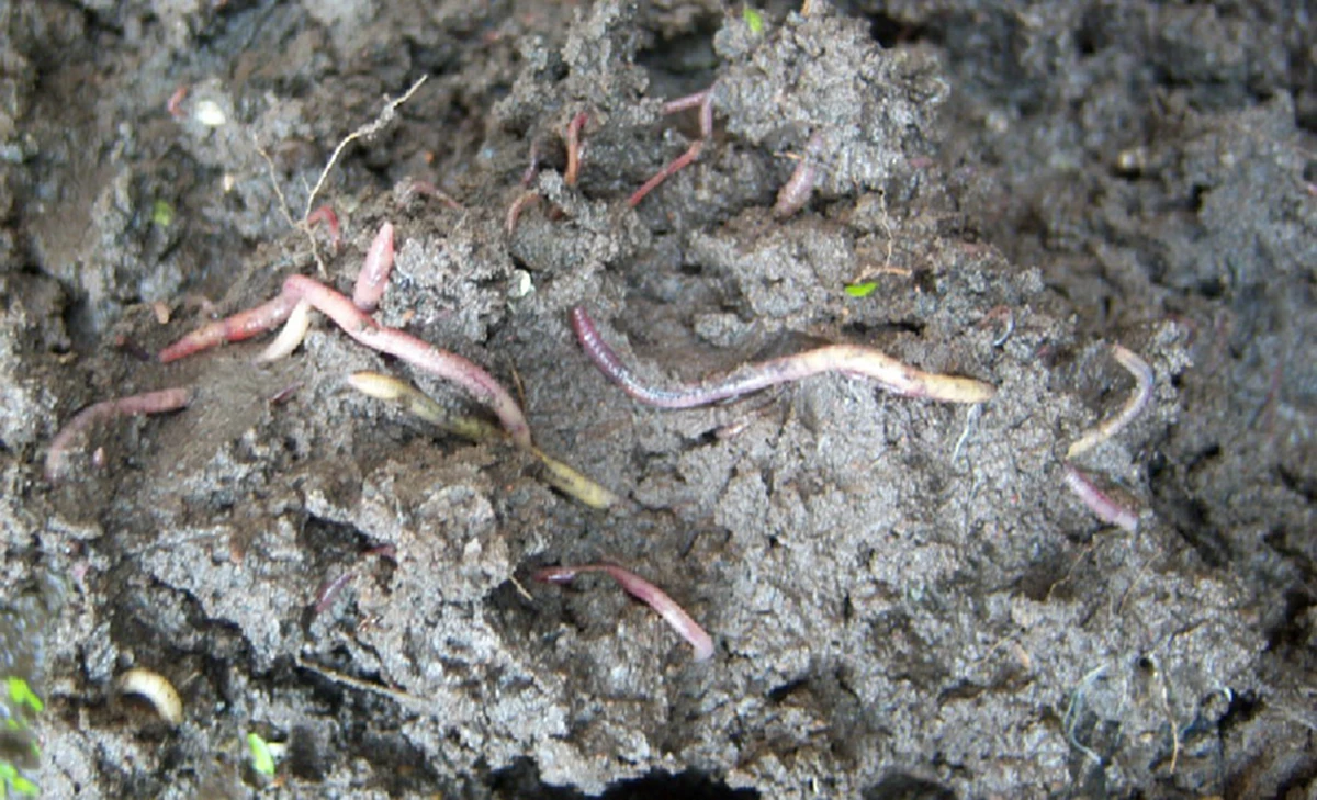 อ้วกแทบพุ่ง!! เอาจริงดิ?? 10 อันดับ แมลงประหลาดที่กินได้เพื่อความอยู่รอด!! ใครเคยกินตัวไหนบ้าง?? (รายละเอียด)