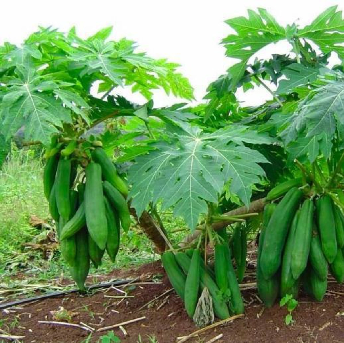 ทำมะละกอลูกดก