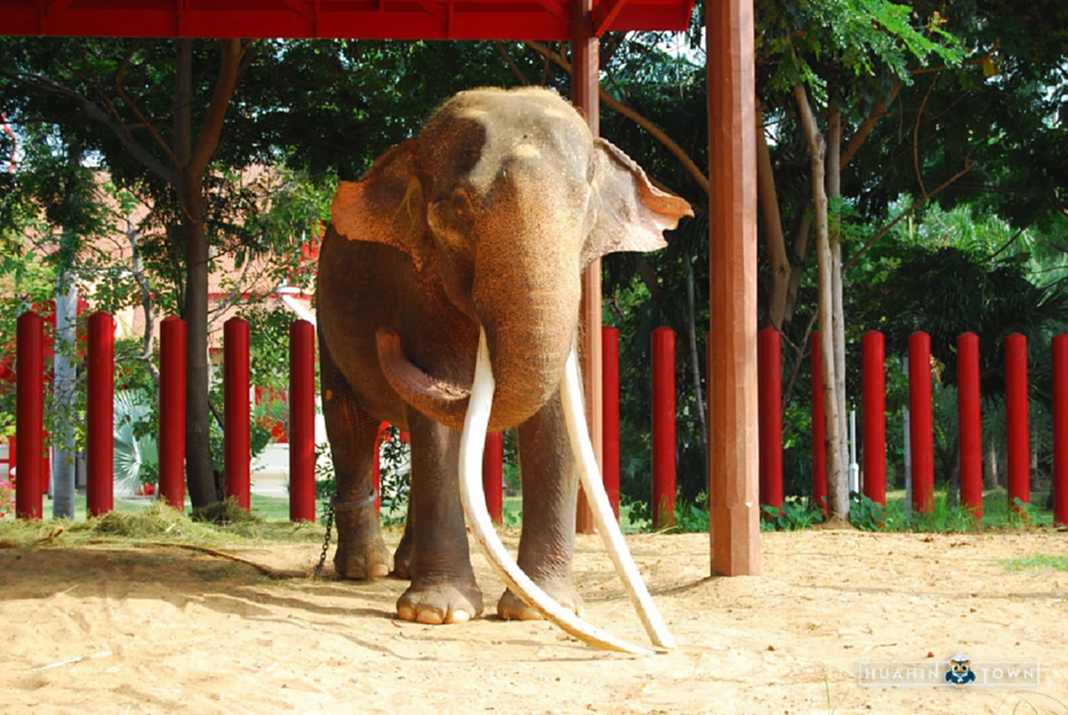 “พระเศวตอดุลยเดชพาหนะฯ” ช้างเผือกคู่พระบารมี รัชกาลที่๙ กับเรื่องราวที่น่าอัศจรรย์ ที่หลายคนอาจจะยังไม่เคยรู้ (ชมคลิป)