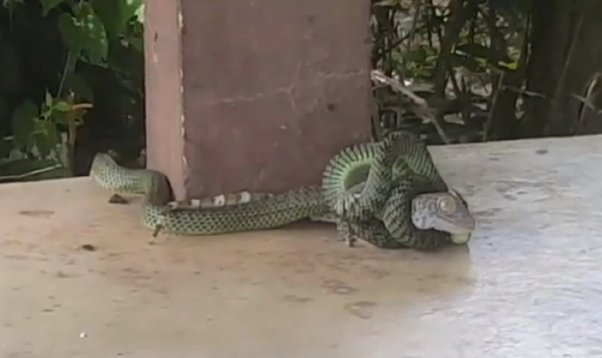 เข้าใจผิดมาทั้งชีวิต!!! ไหนใครบอก "งูเขียวกินตับตุ๊กแก" คลิปนี้ไขคำตอบ นี่มันกินทั้งตัวเลยนะ (คลิป)