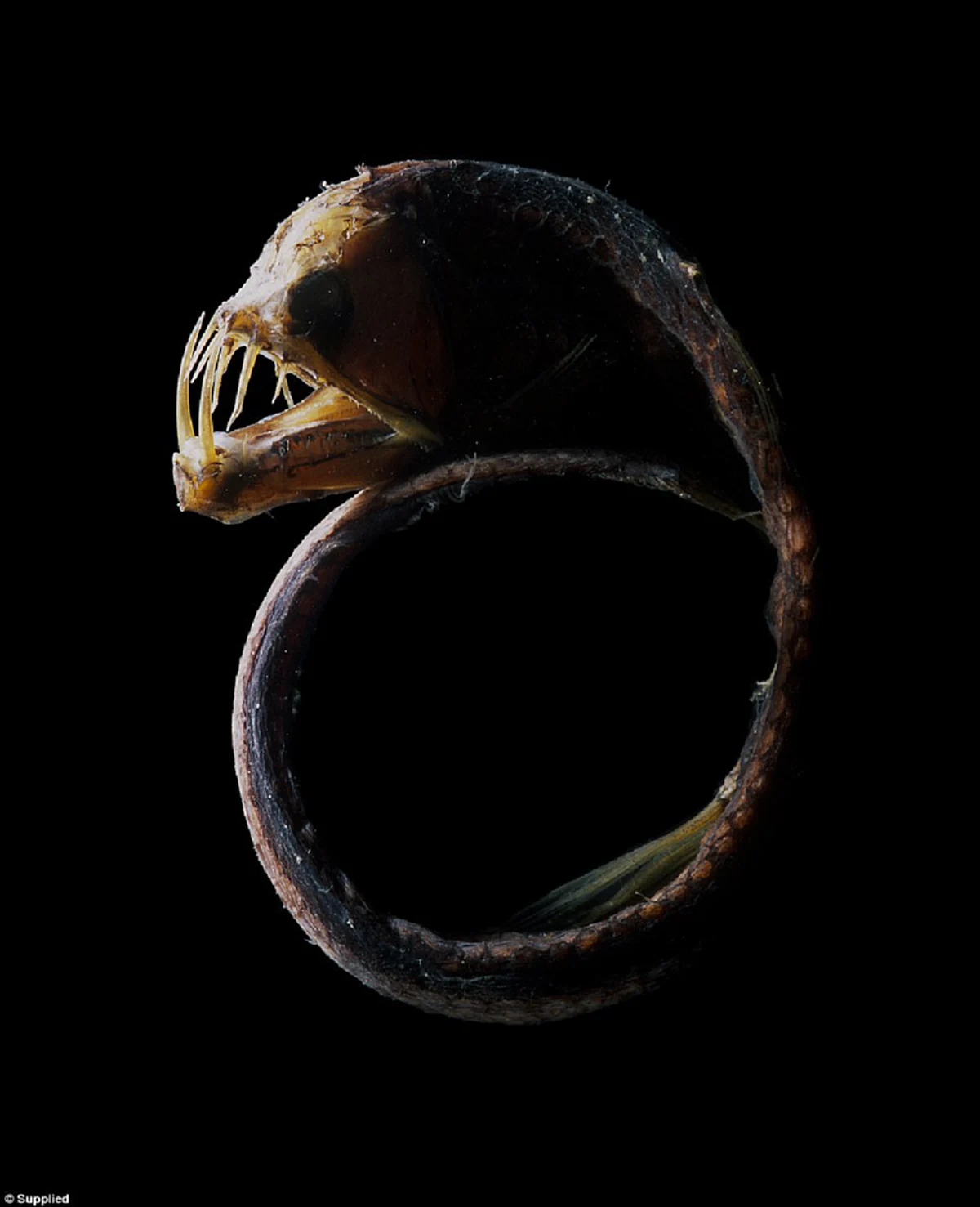 ถึงกับตะลึง!! ทีมนักวิทยาศาสตร์กว่า 40 คน พบปลาประหลาดและน่ากลัวหลายชนิดใต้ทะเลลึกกว่า4,000 เมตร คาดว่ามีมานานกว่า 40 ล้านปี(รายละเอียด)