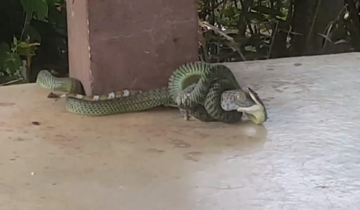 เข้าใจผิดมาทั้งชีวิต!!! ไหนใครบอก "งูเขียวกินตับตุ๊กแก" คลิปนี้ไขคำตอบ นี่มันกินทั้งตัวเลยนะ (คลิป)