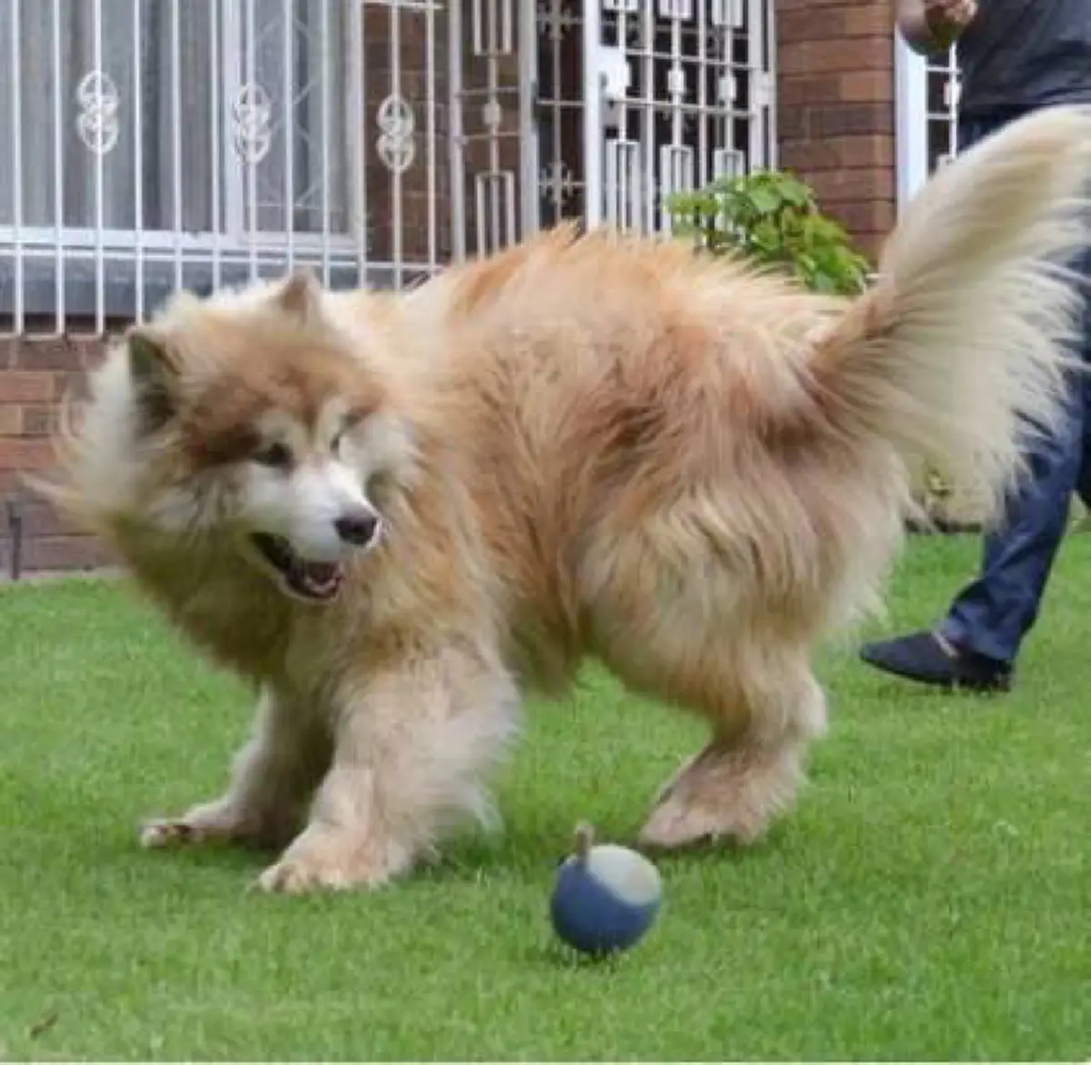 เอาไปคืนยังทันไหม ?!! สาวตัดสินใจรับ "ลูกหมาตัวเล็ก" ขนฟูน่ารัก มาเลี้ยงอย่างดี ผ่านไป 3 ปี แทบร้องไห้ มันตัวใหญ่เท่าสิงโต (มีคลิป)