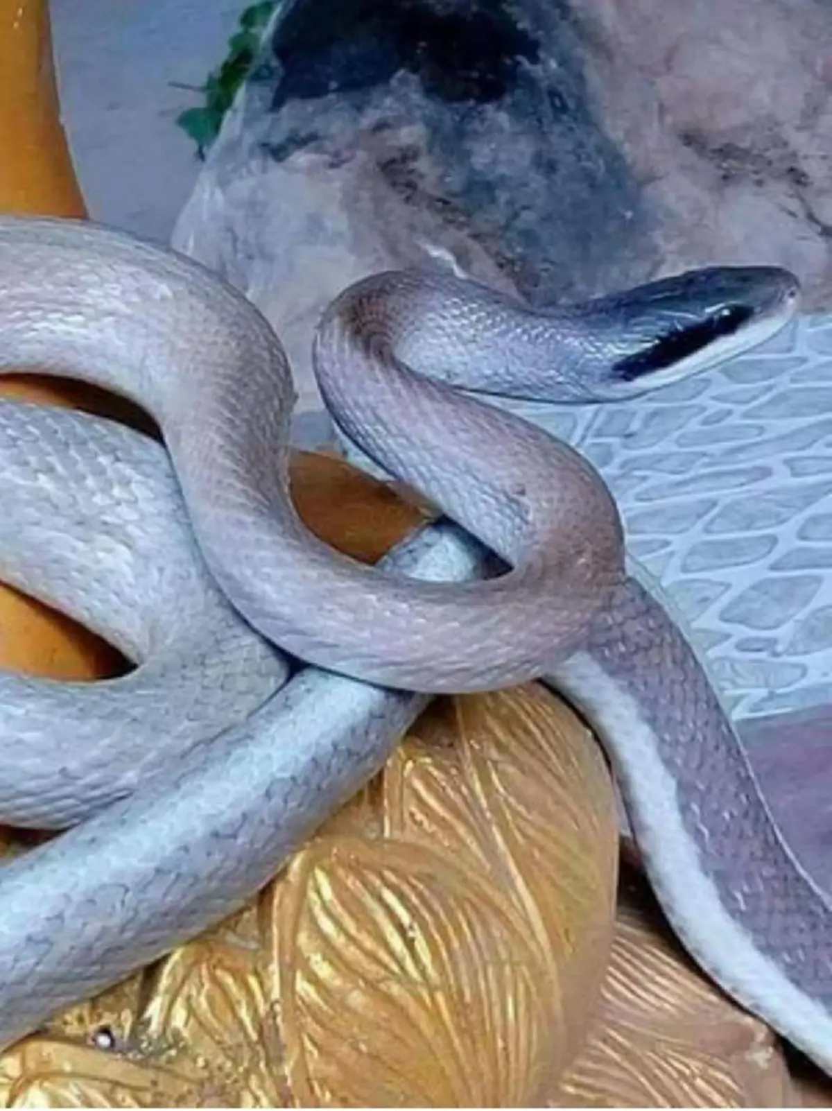 คอหวยแห่ส่อง งูเลื้อยขึ้นเศียรพระ ที่สปป.ลาว ชาวเน็ตเชื่อมาให้พรแก่ผู้พบเห็น (ภาพ+รายละเอียด)