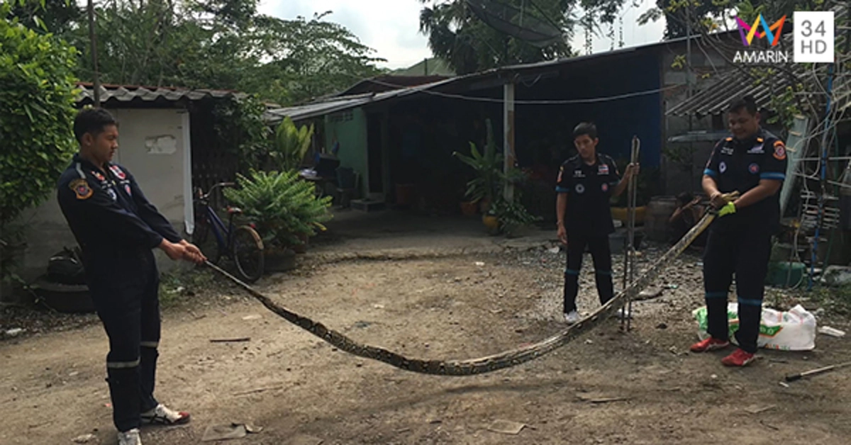 ผวา! หนุ่มมาเลือกซื้อยางเก่า โดน"งูเหลือมยักษ์"ยาว 4 เมตร พุ่งฉกหัวอย่างจัง บาดเจ็บ