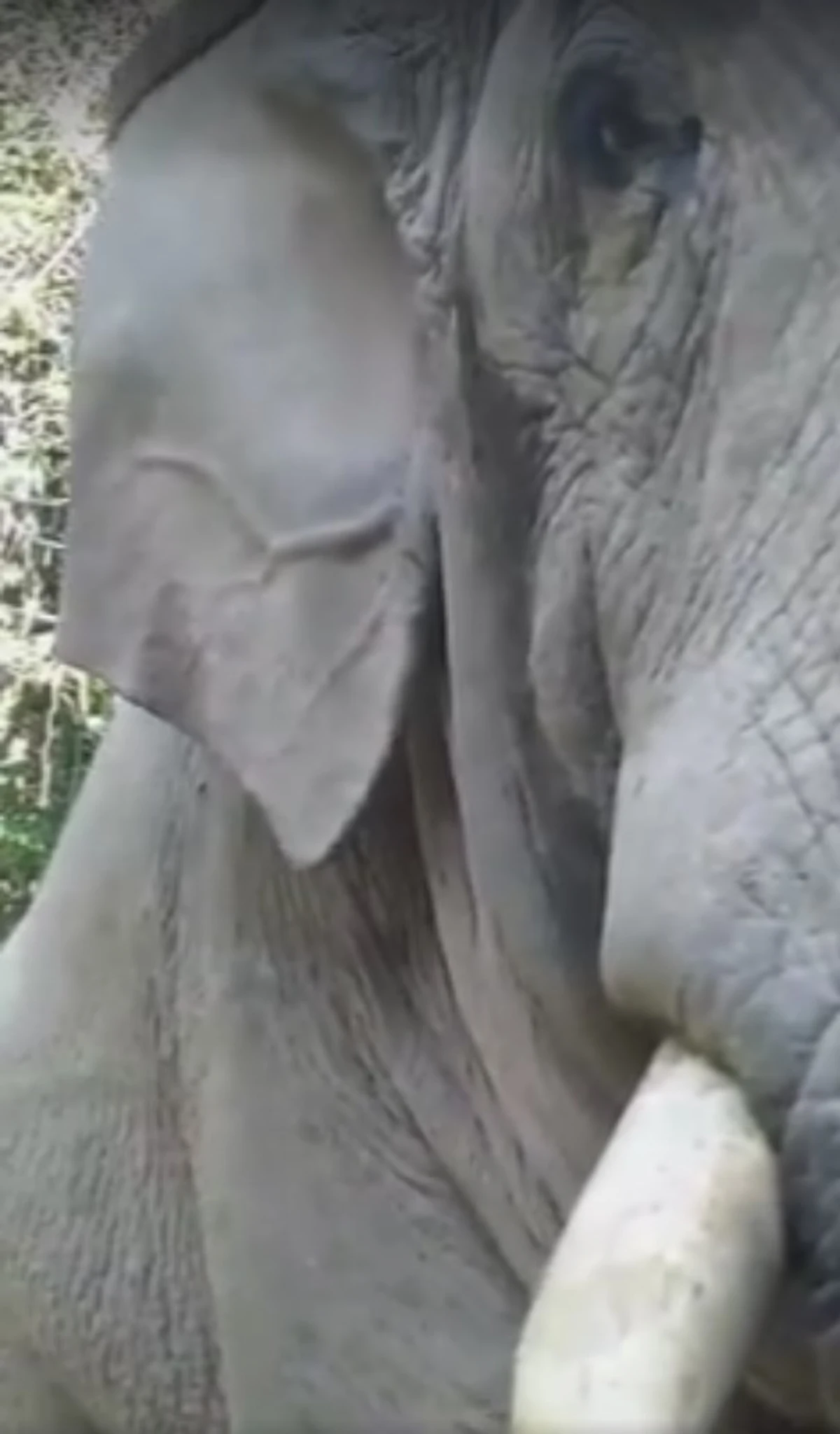 นาทีระทึก!!! วินาทีหาดูยากสุดๆเมื่อช้าง"เขาใหญ่"โผล่ออกมาจากป่า เดินเข้าหารถนักท่องเที่ยวแบบประชิดติดตัว นั่งตัวแข็งทื่อท้ายกระบะไม่กล้าขยับ
