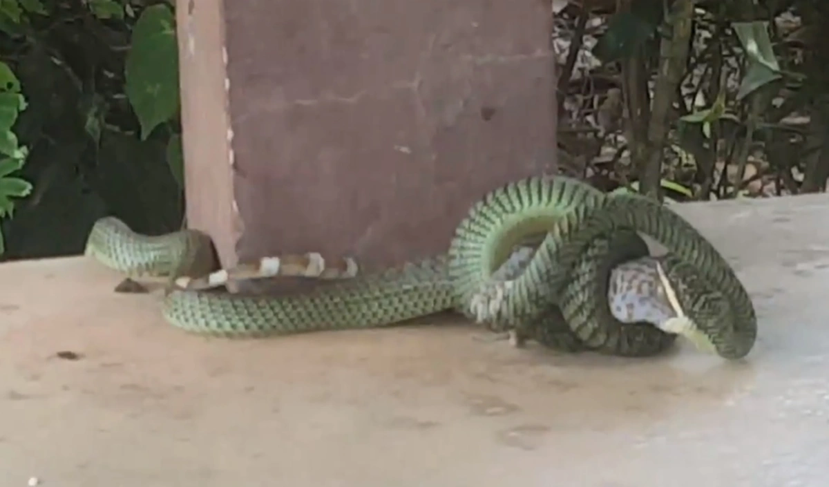 เข้าใจผิดมาทั้งชีวิต!!! ไหนใครบอก "งูเขียวกินตับตุ๊กแก" คลิปนี้ไขคำตอบ นี่มันกินทั้งตัวเลยนะ (คลิป)