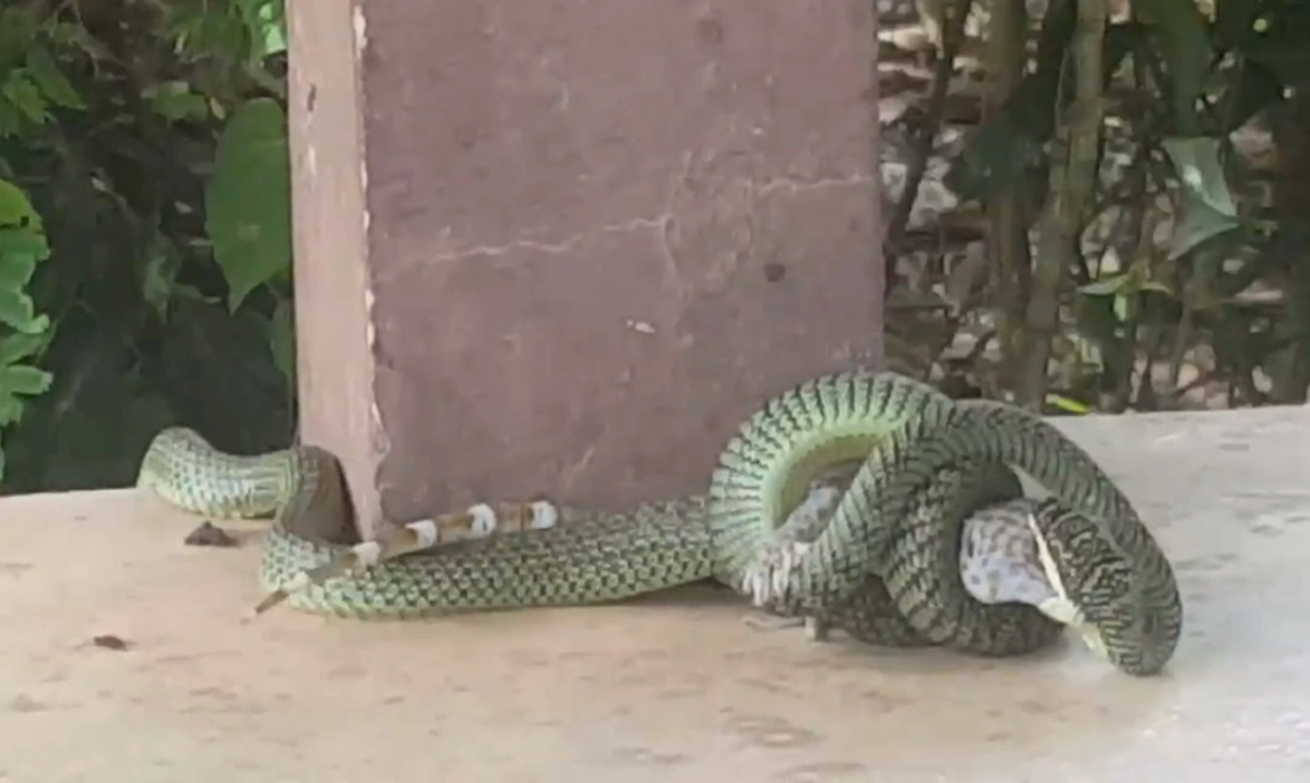 เข้าใจผิดมาทั้งชีวิต!!! ไหนใครบอก "งูเขียวกินตับตุ๊กแก" คลิปนี้ไขคำตอบ นี่มันกินทั้งตัวเลยนะ (คลิป)