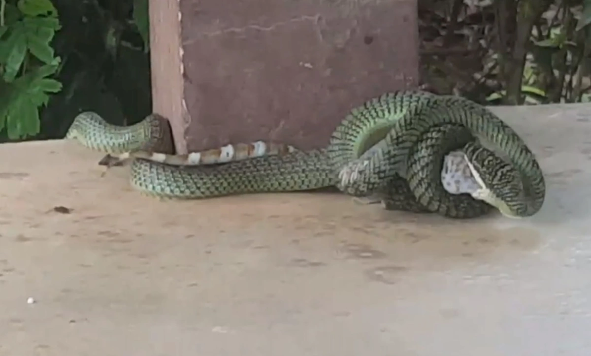 เข้าใจผิดมาทั้งชีวิต!!! ไหนใครบอก "งูเขียวกินตับตุ๊กแก" คลิปนี้ไขคำตอบ นี่มันกินทั้งตัวเลยนะ (คลิป)