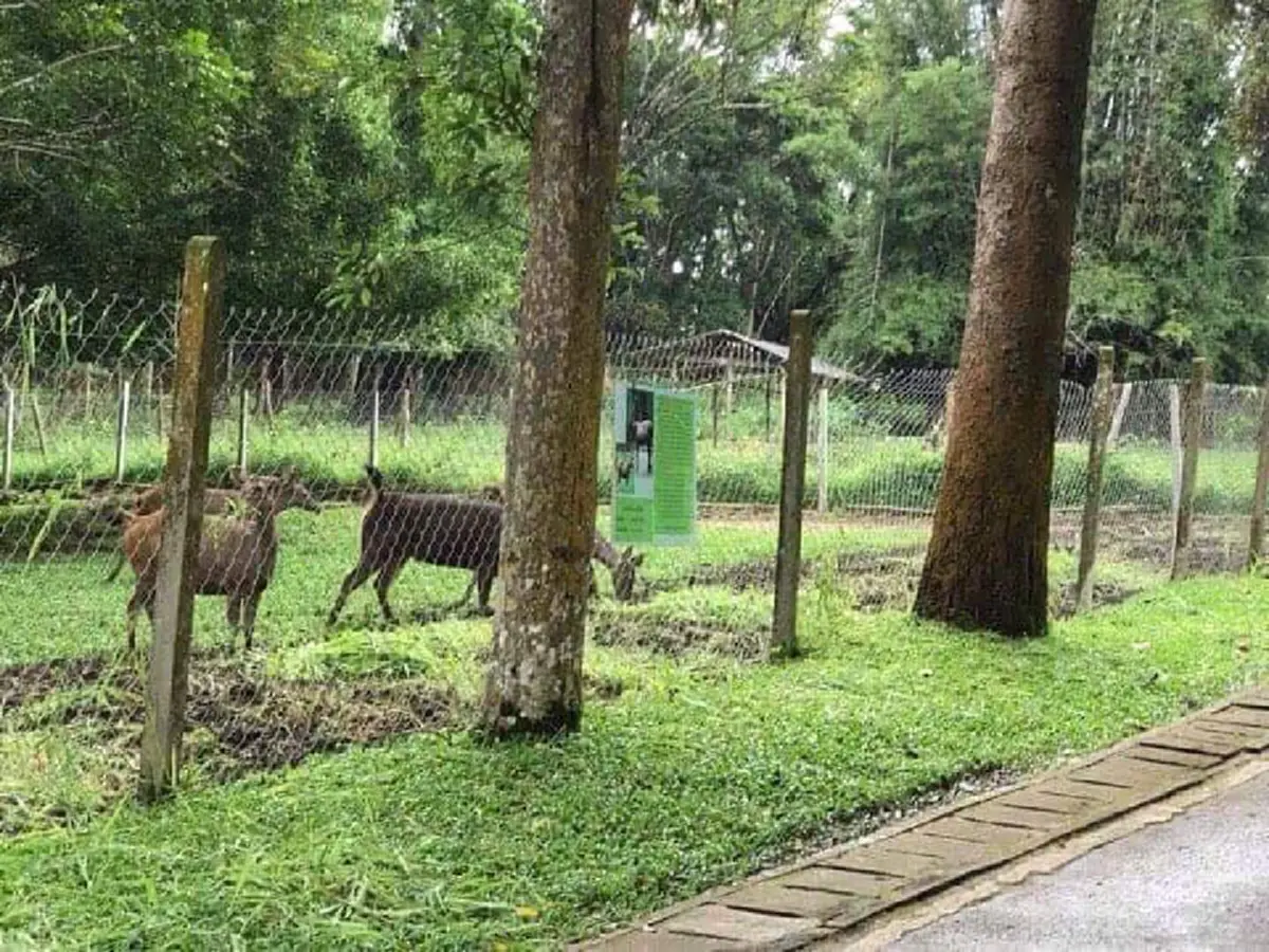 โซเชียลแห่ยินดี!!! พาเยี่ยมชมบ้านใหม่"เจ้าแก้ว" สถานีเพาะเลี้ยงสัตว์ป่าเขาค้อ เป็นโครงการตามพระราชดำรัสของในหลวงรัชกาลที่ 9...บอกเลยแก้วสบาย