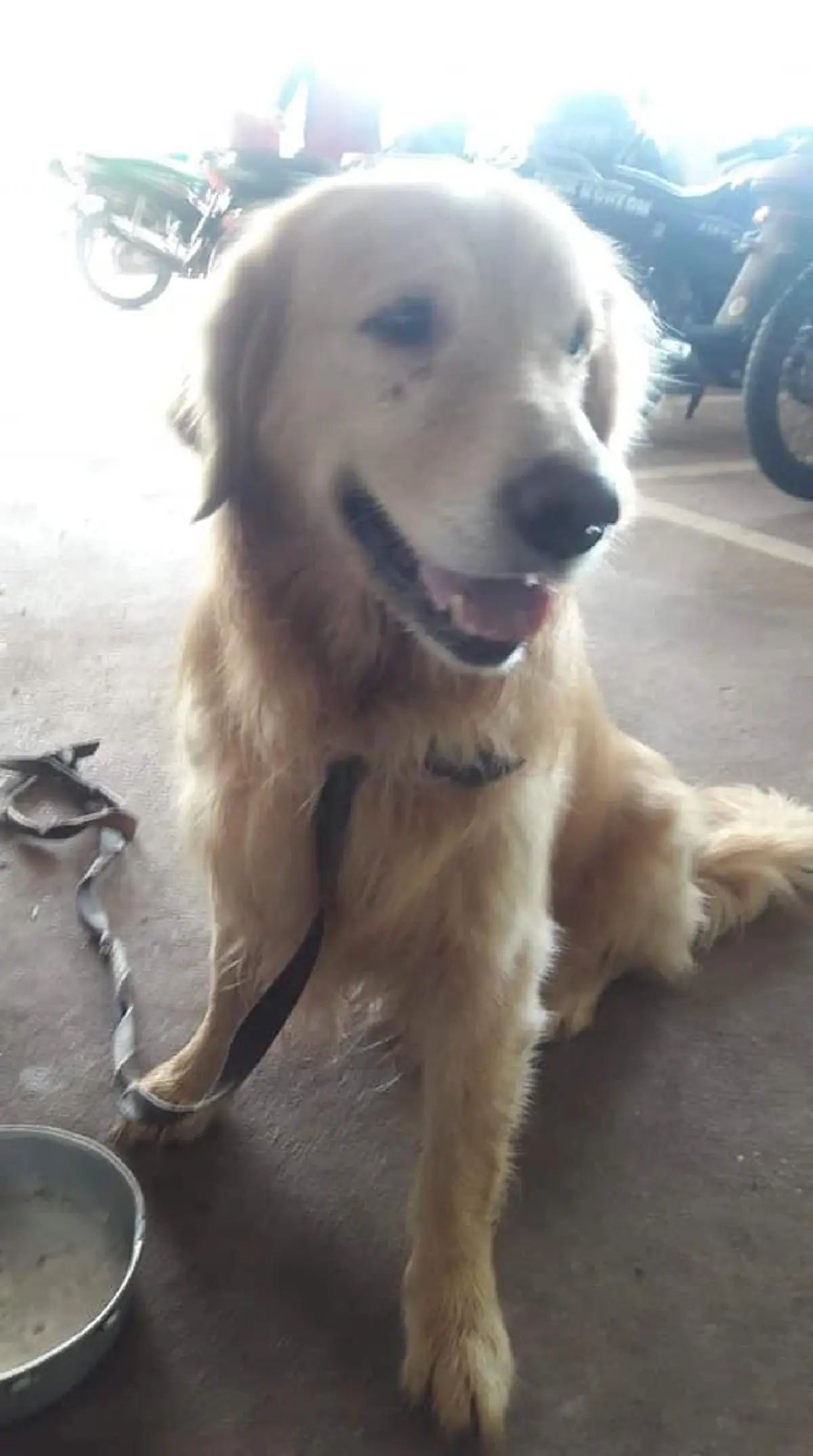 เจ้าของดีใจ น้องหมา โกลเด้นฯ หายจากบ้าน เเล้วเดินกลับมาเอง