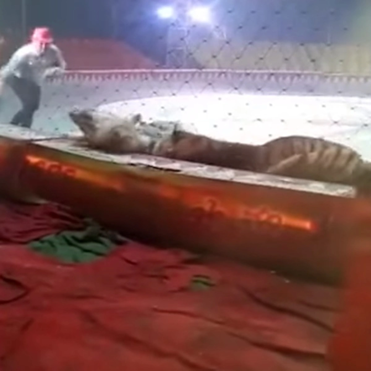 เปิดคลิปนาทีชีวิต!!! เสือ-สิงโต รุมขย้ำม้า ขณะฝึกซ้อมแสดงละครสัตว์ที่ประเทศจีน