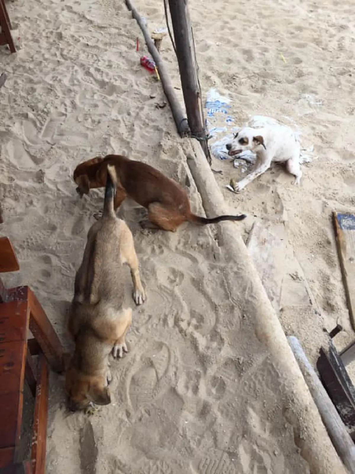 หมาจรจัด ขอข้าวกิน หลังถูกคนใจร้ายมาปล่อยให้อดอยาก