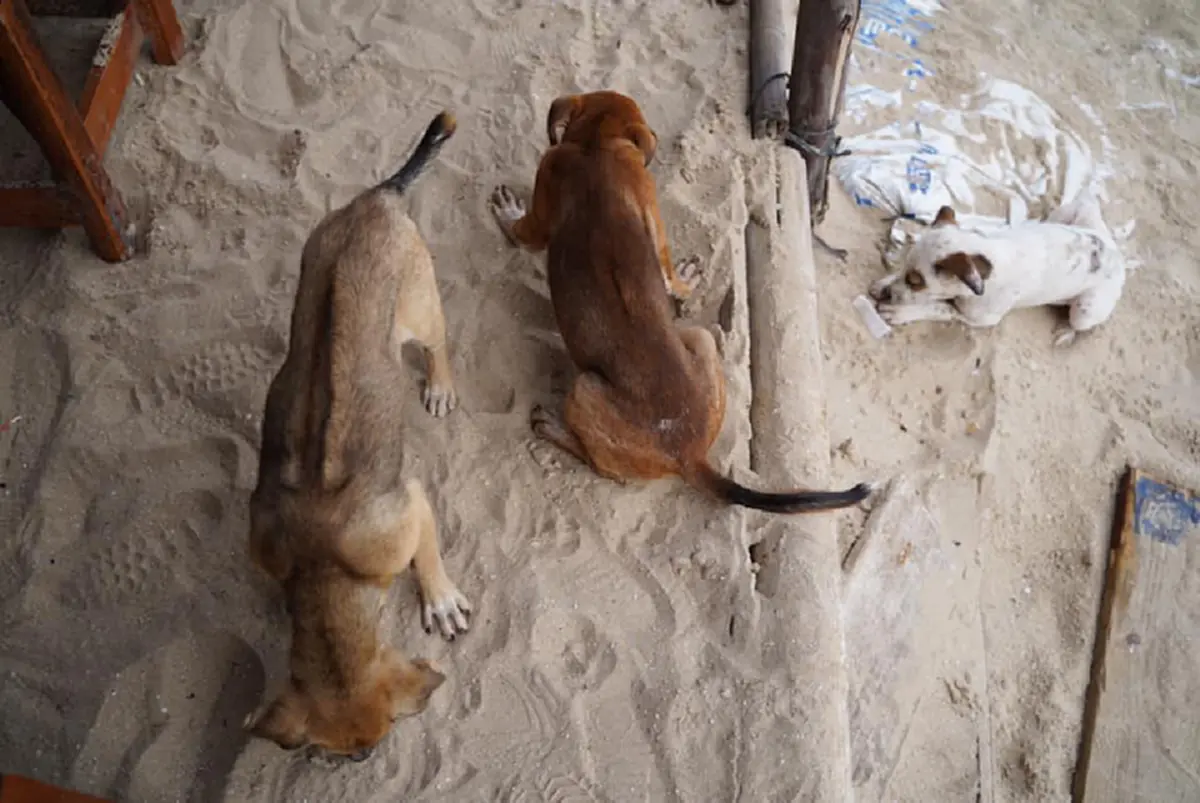 หมาจรจัด ขอข้าวกิน หลังถูกคนใจร้ายมาปล่อยให้อดอยาก