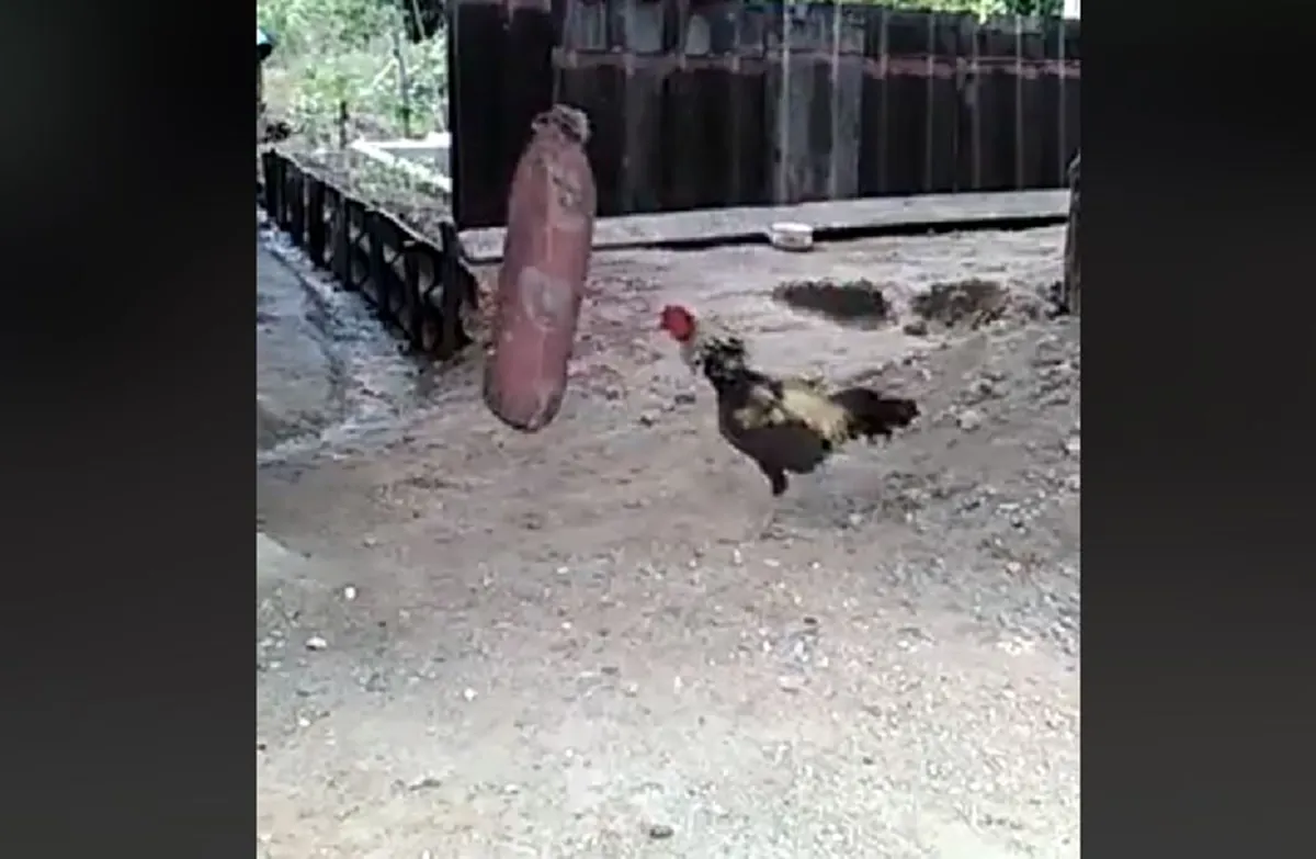 สายโหด!! \"ไก่ชน\"เลือดนักสู้..ฝึกลับเเข้ง,กระโดดตีสุดโหด เชิงต่อสู้ไม่ธรรมดา..ดุดัน น่าเกรงขาม!! (คลิป)