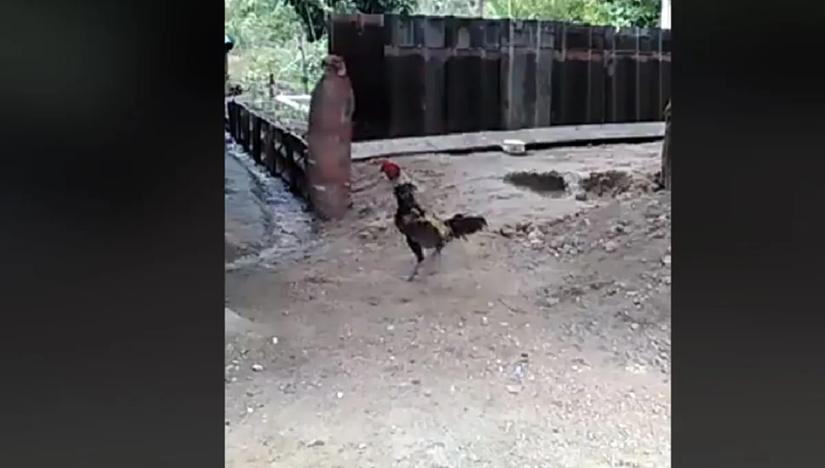 สายโหด!! \"ไก่ชน\"เลือดนักสู้..ฝึกลับเเข้ง,กระโดดตีสุดโหด เชิงต่อสู้ไม่ธรรมดา..ดุดัน น่าเกรงขาม!! (คลิป)