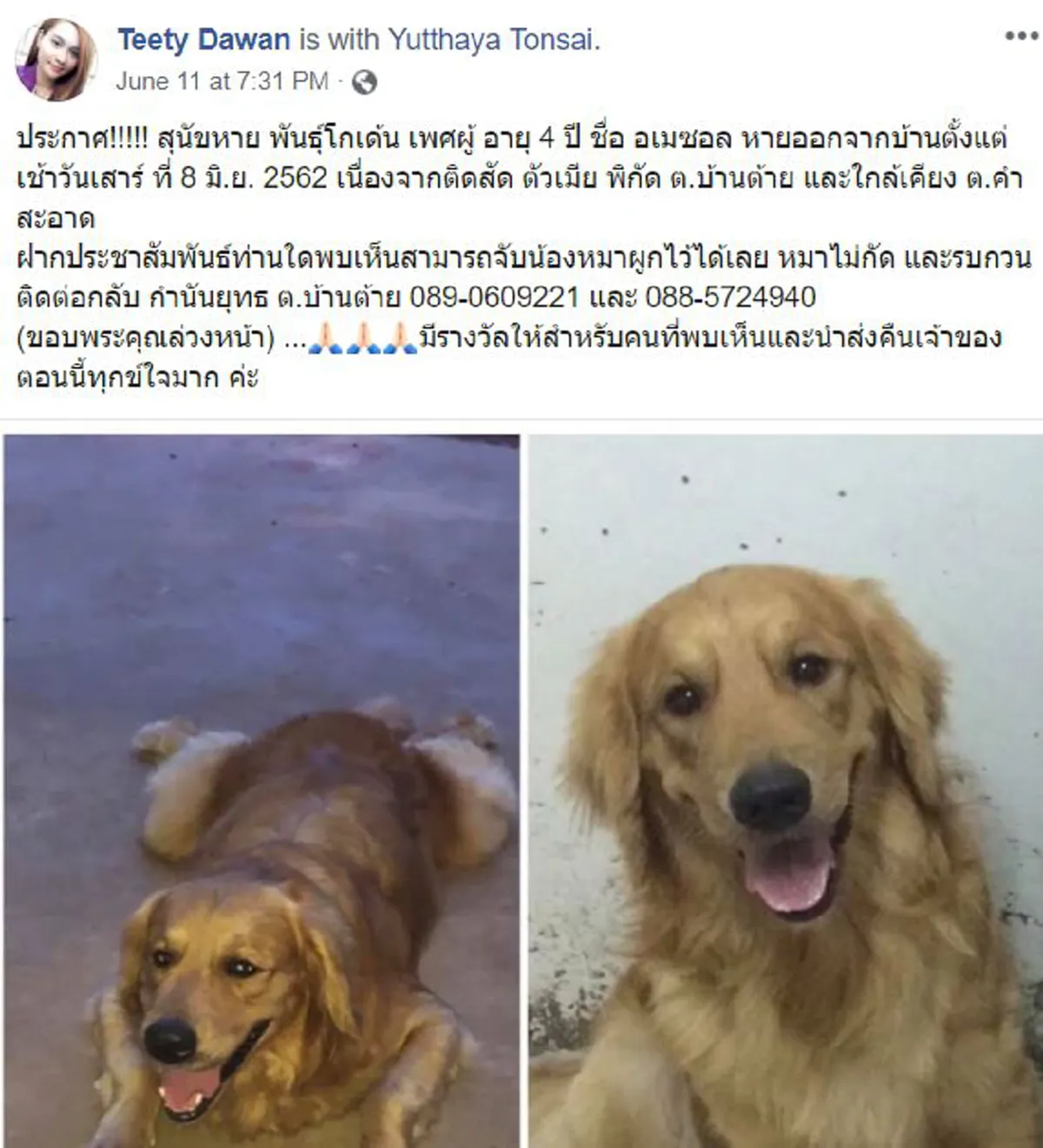 เจ้าของดีใจ น้องหมา โกลเด้นฯ หายจากบ้าน เเล้วเดินกลับมาเอง