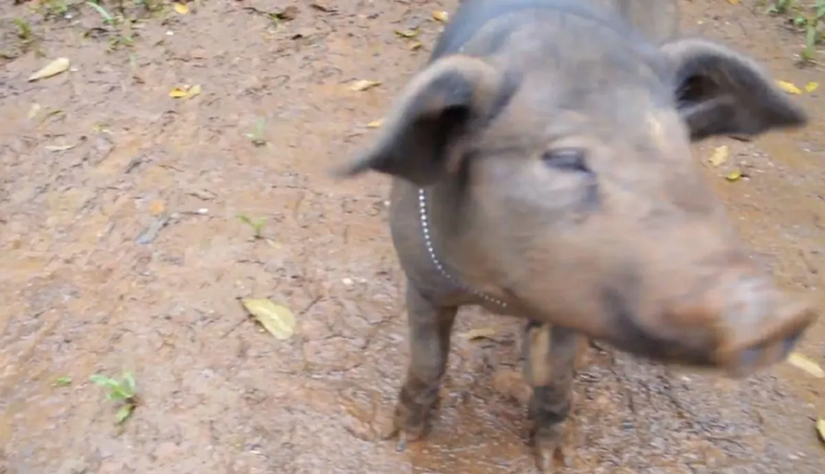 จากความเชื่อของชาวบ้าน นำ"หมูป่า"มาปล่อยที่ถ้ำหลวง "เด็กๆ13ราย"จะได้ปลอดภัย ล่าสุดมันโตไวมาก เเค่เดือนเศษ เเถมยังน่ารัก เชื่องสุดๆ  (คลิป)