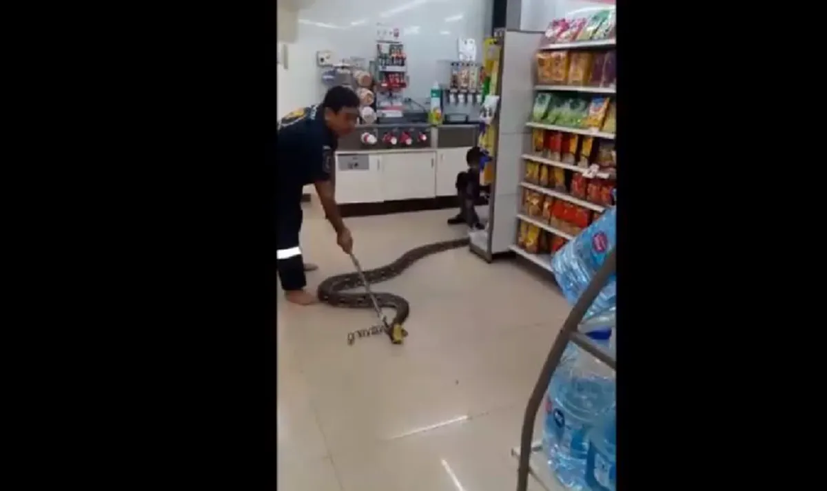 คอหวยมารวมกันตรงนี้ เปิดรหัสร้านสะดวกซื้อ เจอ"เจ้างูเหลือมยักษ์"บุก!! รีบส่องกันเลย พรุ่งนี้รวย รับทรัพย์ถ้วนหน้า!! (คลิป)