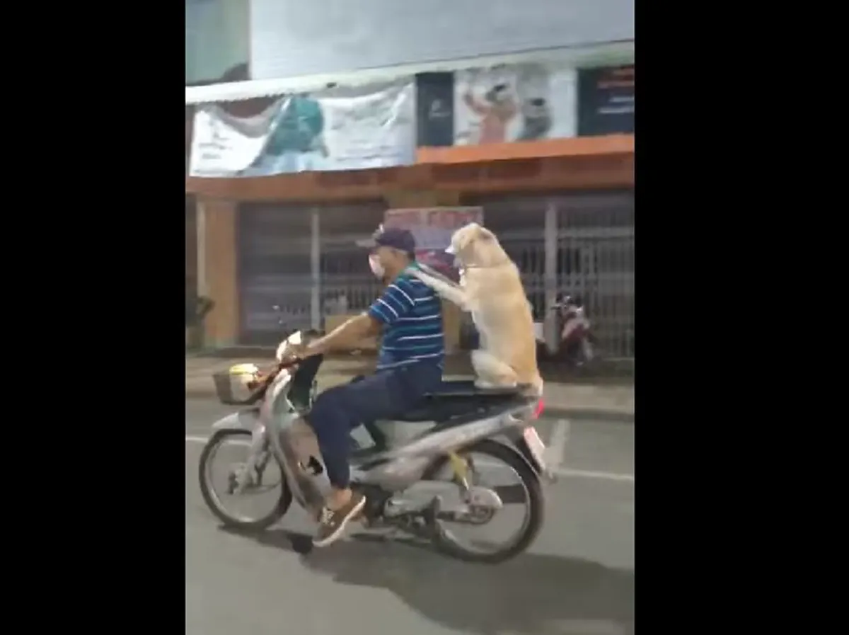 เกาะดีๆนะลูก  "เจ้าตูบ" น่ารักเเสนรู้ ซ้อนท้าย"เจ้านาย"สุดเรียบร้อย เรียกร้อยยิ้ม!! (คลิป)