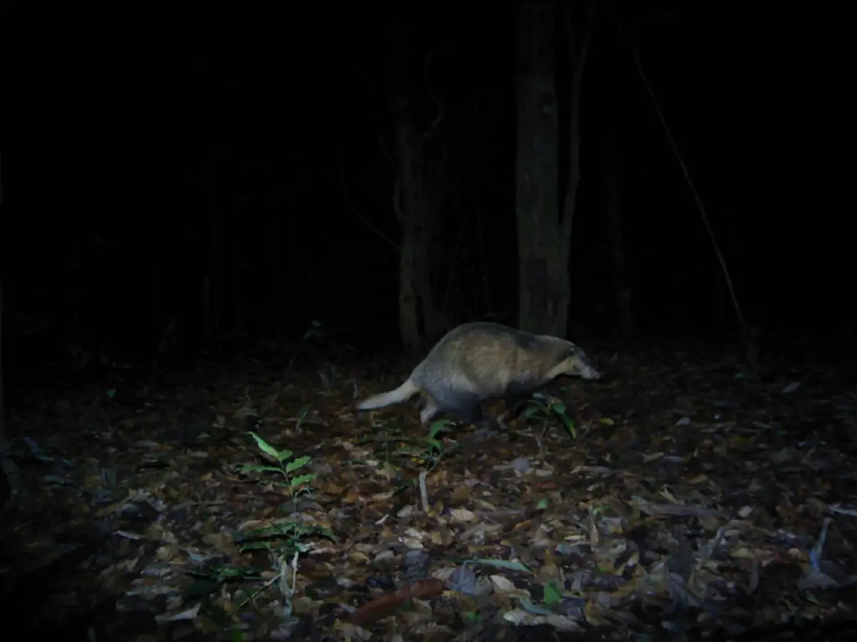 สัตว์ป่าคุ้มครอง