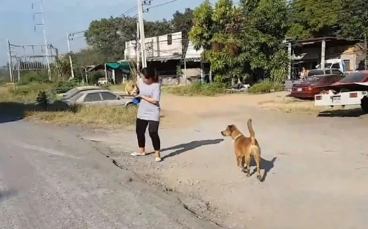 \"สิบล้อ\"หยุดให้ \"สาว\"น้ำใจงาม วิ่งไปช่วย\"ลูกเเมวตัวน้อย\"กลางถนนมิตรภาพ (คลิป)