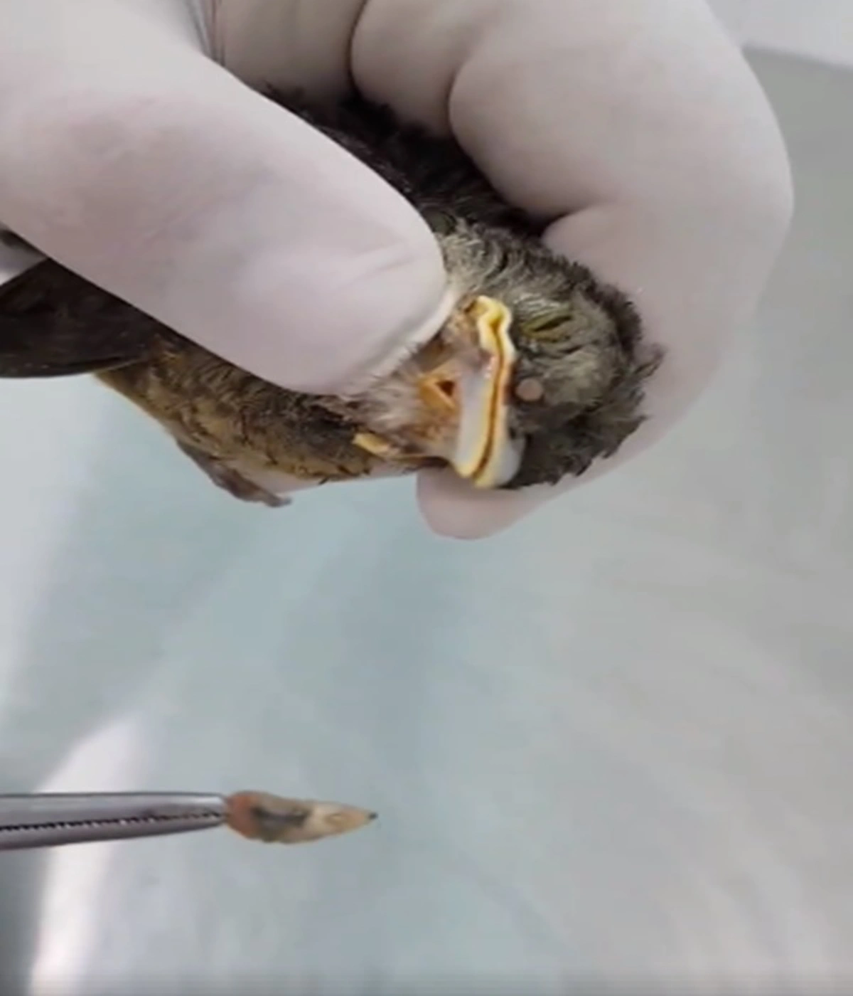 ถึงกับขนลุก!!! เปิดคลิปนาทีสัตว์แพทย์ทำการช่วยเหลือ ดึงหนอนออกจากหัวนก งานนี้เห็นแล้วสงสารจับใจ