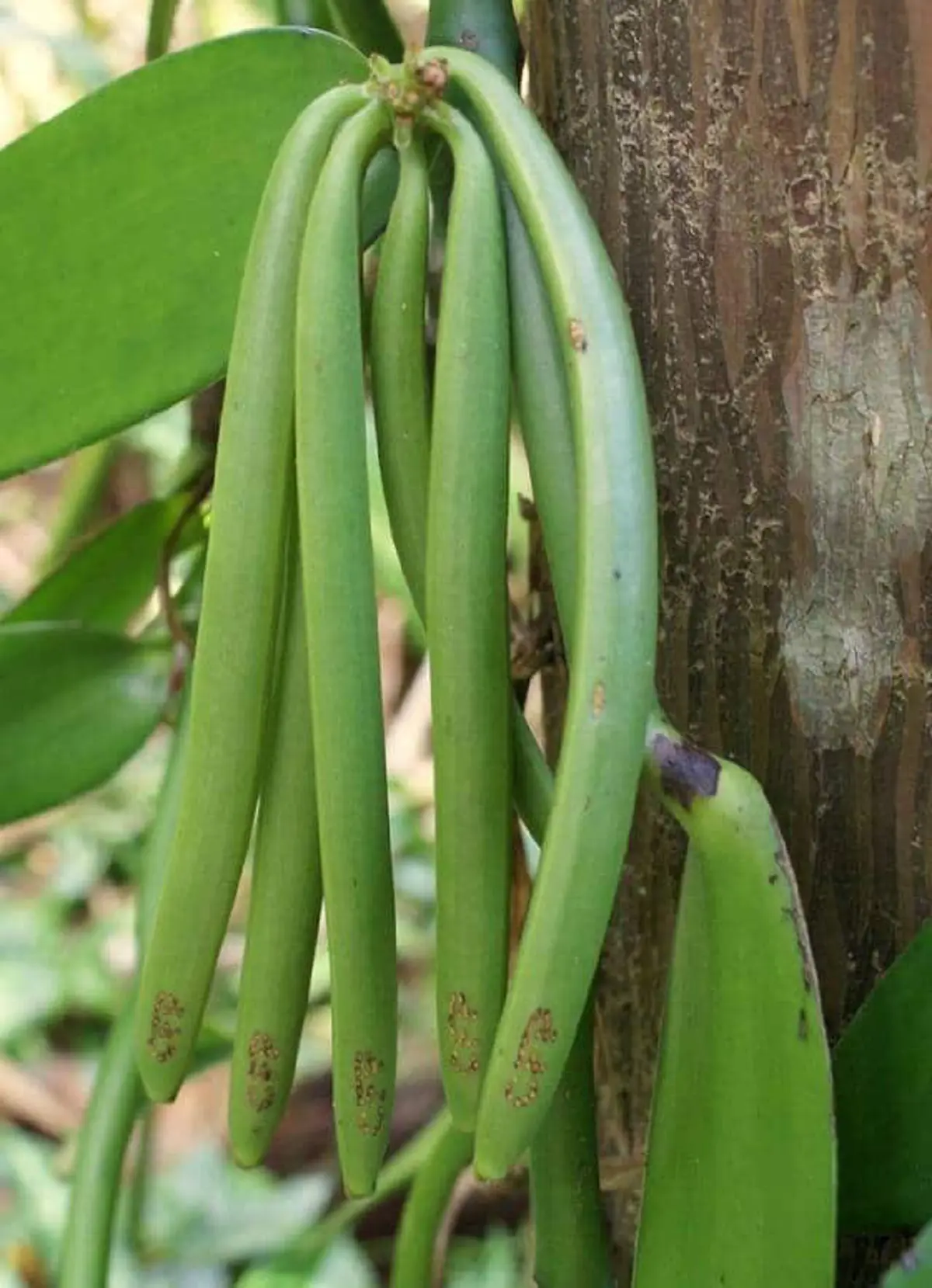 #รู้หรือไม่!! “พืชผักผลไม้” 20 ชนิด ก่อนจะมาเป็นอาหาร มันเคยมีหน้าตา แบบนี้มาก่อน เห็นแล้วถึงกับขยี้ตารัวๆ !! (ชมภาพ)