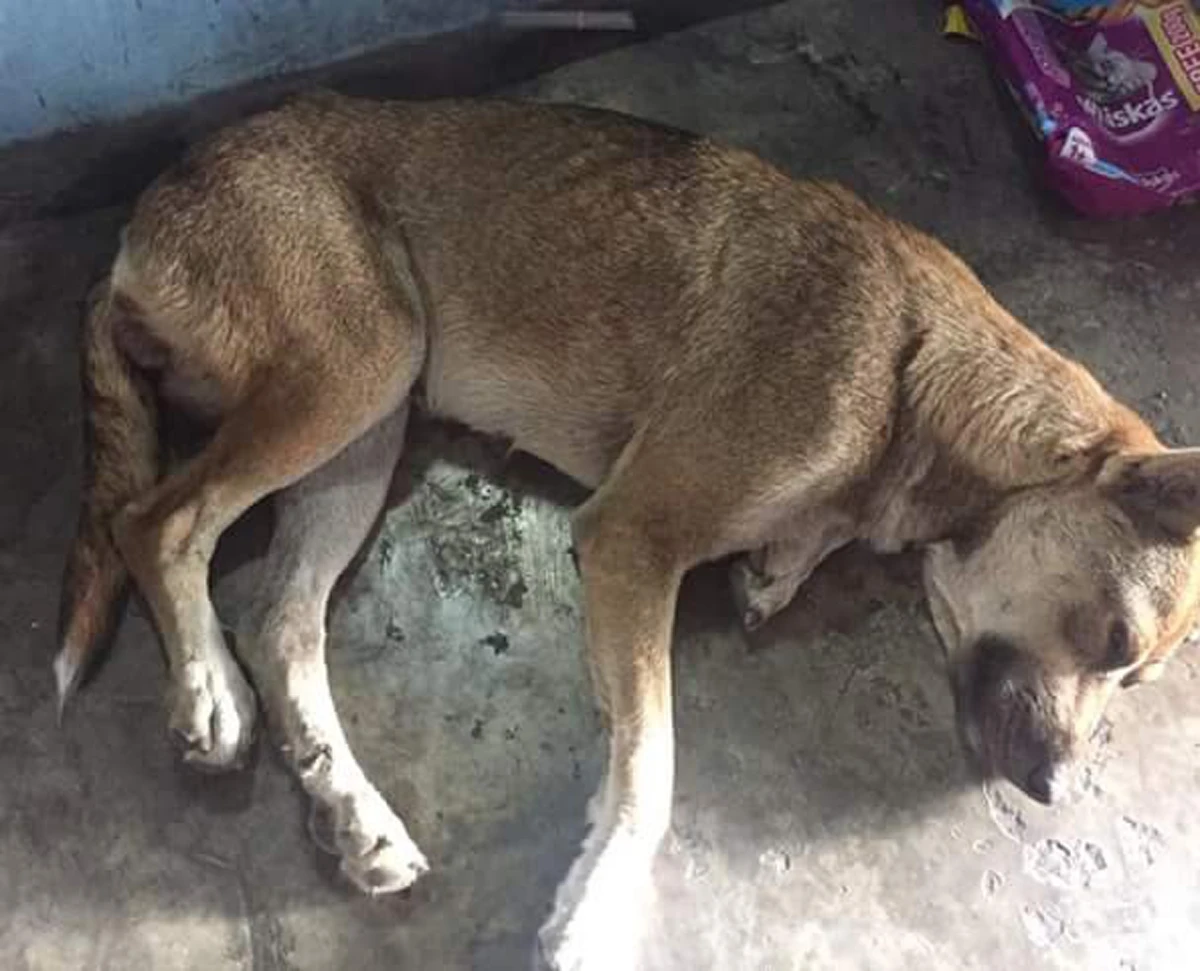 ชาวบ้าน แตกตื่น!! สุนัขร้องโหยหวน ไม่หยุด วิ่งตามหาให้วุ่น ก่อนเจอมันนอนแน่นิ่ง แทบน้ำตาร่วง คนทำเลวยิ่งกว่านรก!!