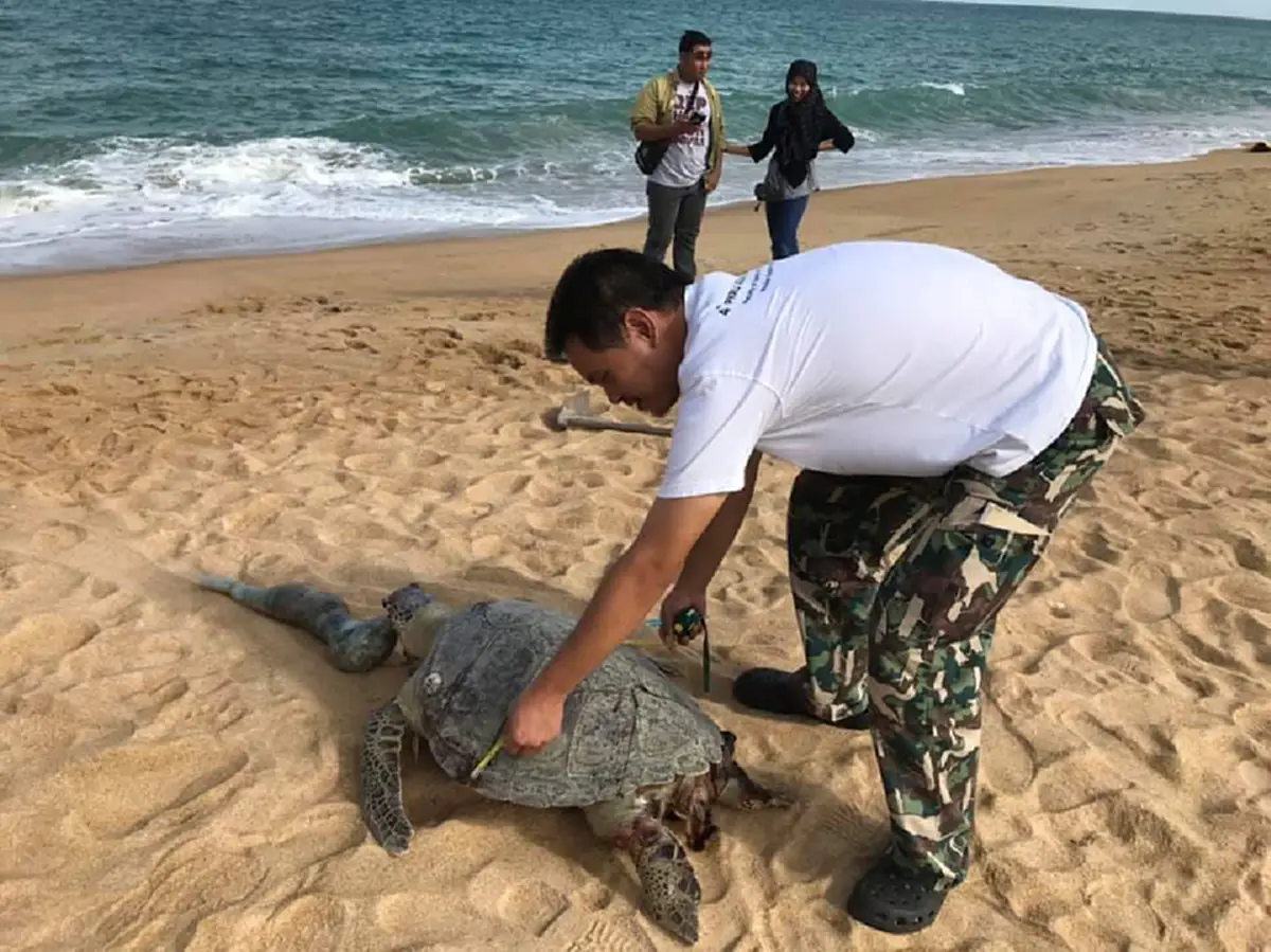 พบซากเต่าตะนุขนาดใหญ่