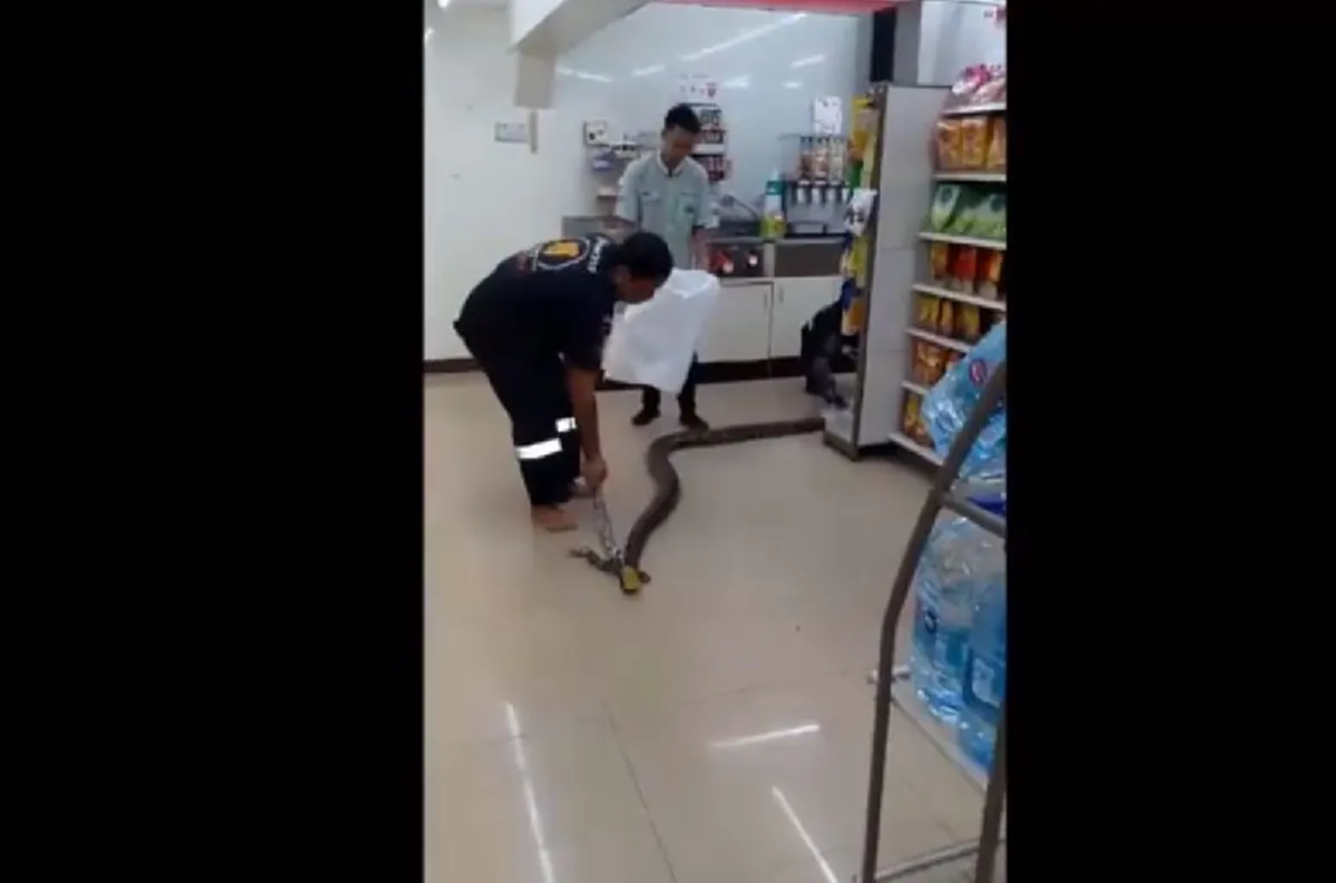 คอหวยมารวมกันตรงนี้ เปิดรหัสร้านสะดวกซื้อ เจอ"เจ้างูเหลือมยักษ์"บุก!! รีบส่องกันเลย พรุ่งนี้รวย รับทรัพย์ถ้วนหน้า!! (คลิป)